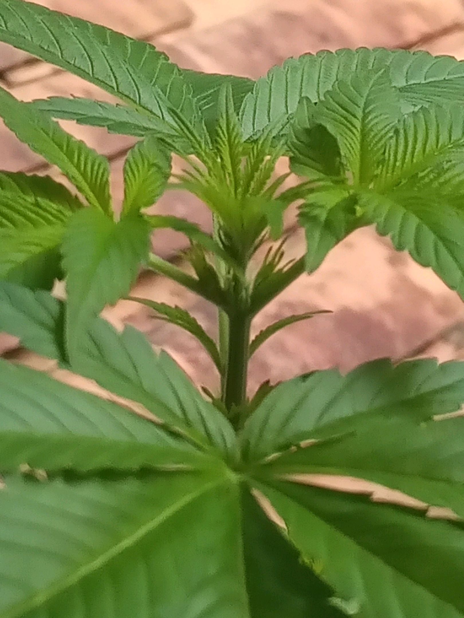 Auto Super Skunk 1 growlog photo 85