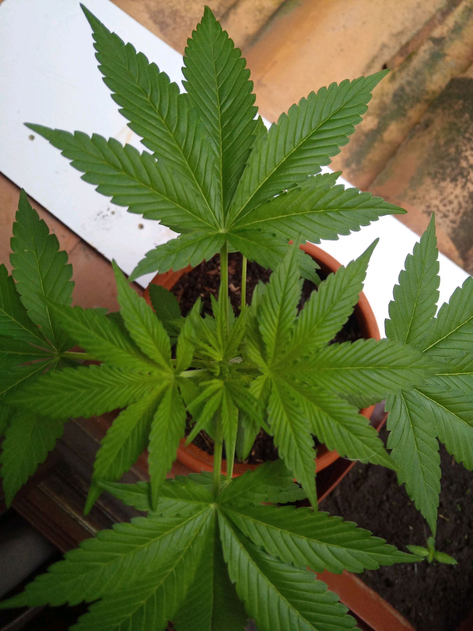 Auto Super Skunk 1 growlog photo 86