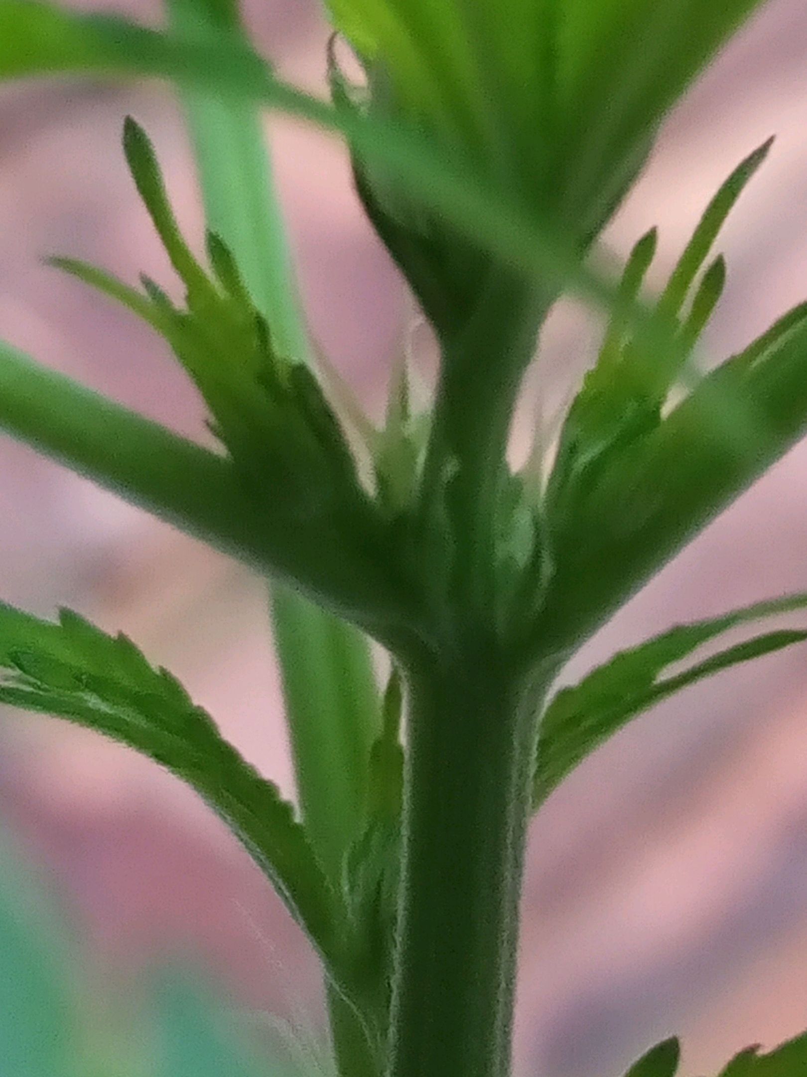 Auto Super Skunk 1 growlog photo 87