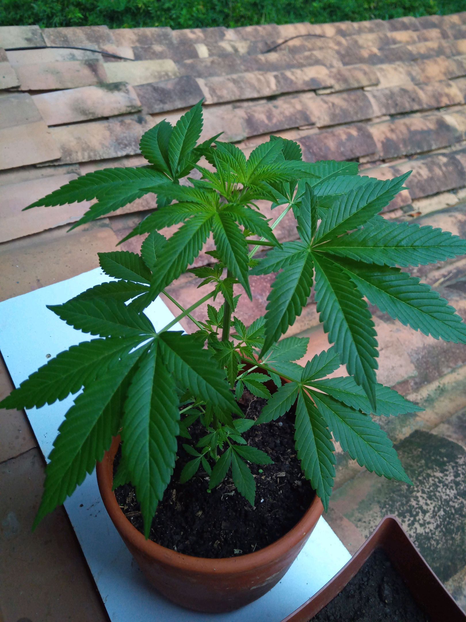 Auto Super Skunk 1 growlog photo 88