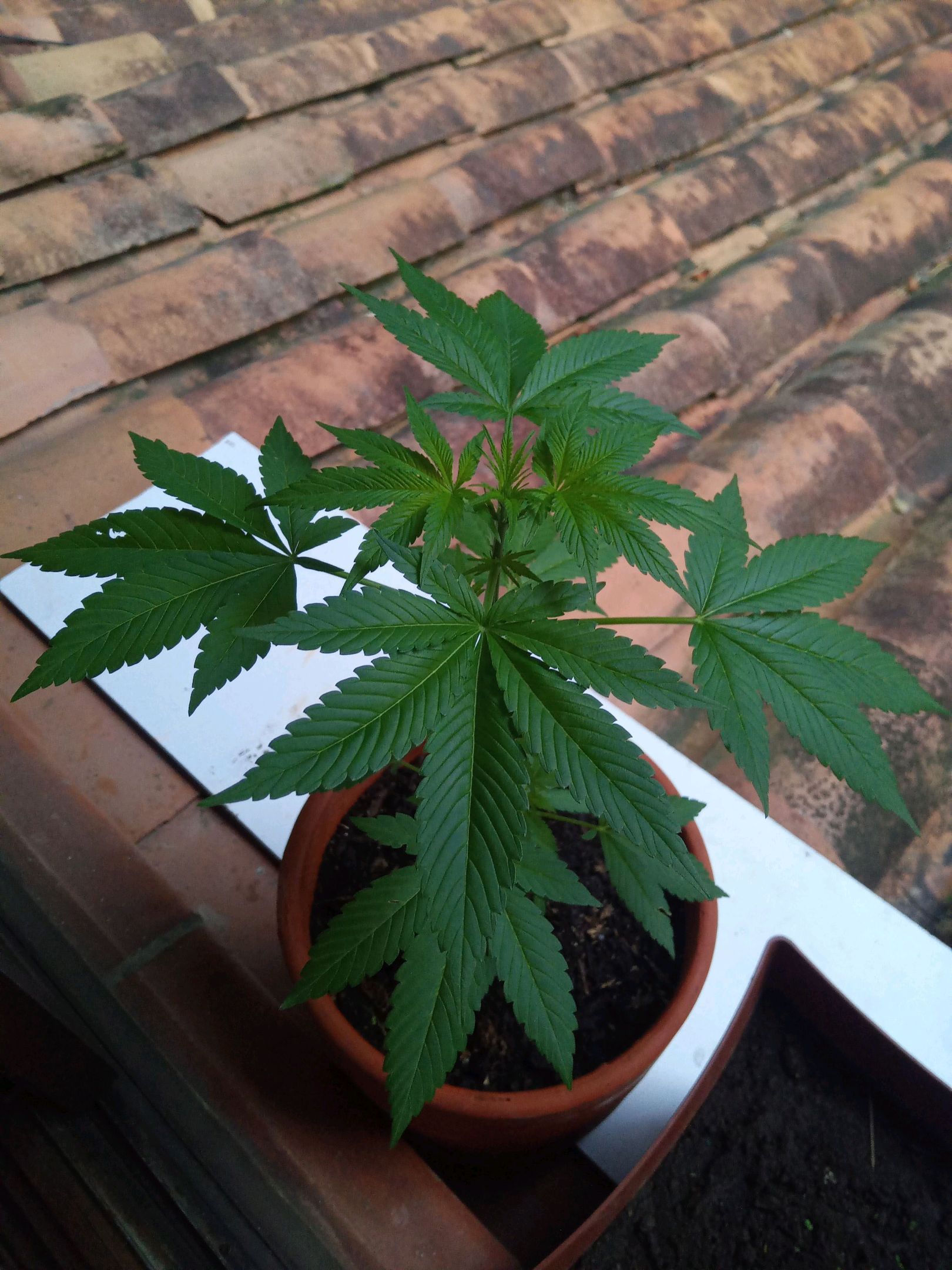 Auto Super Skunk 1 growlog photo 89