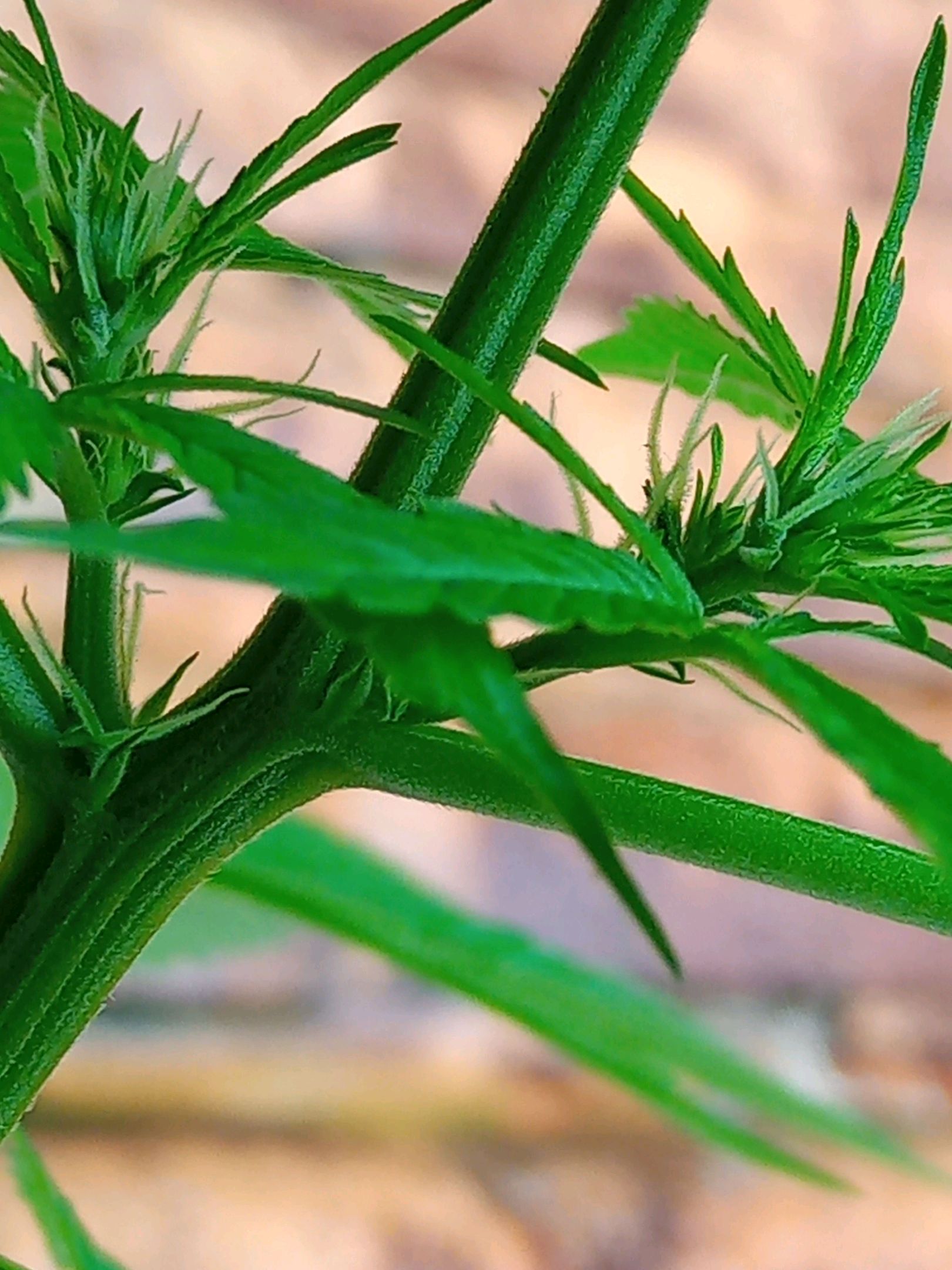 Auto Super Skunk 1 growlog photo 90