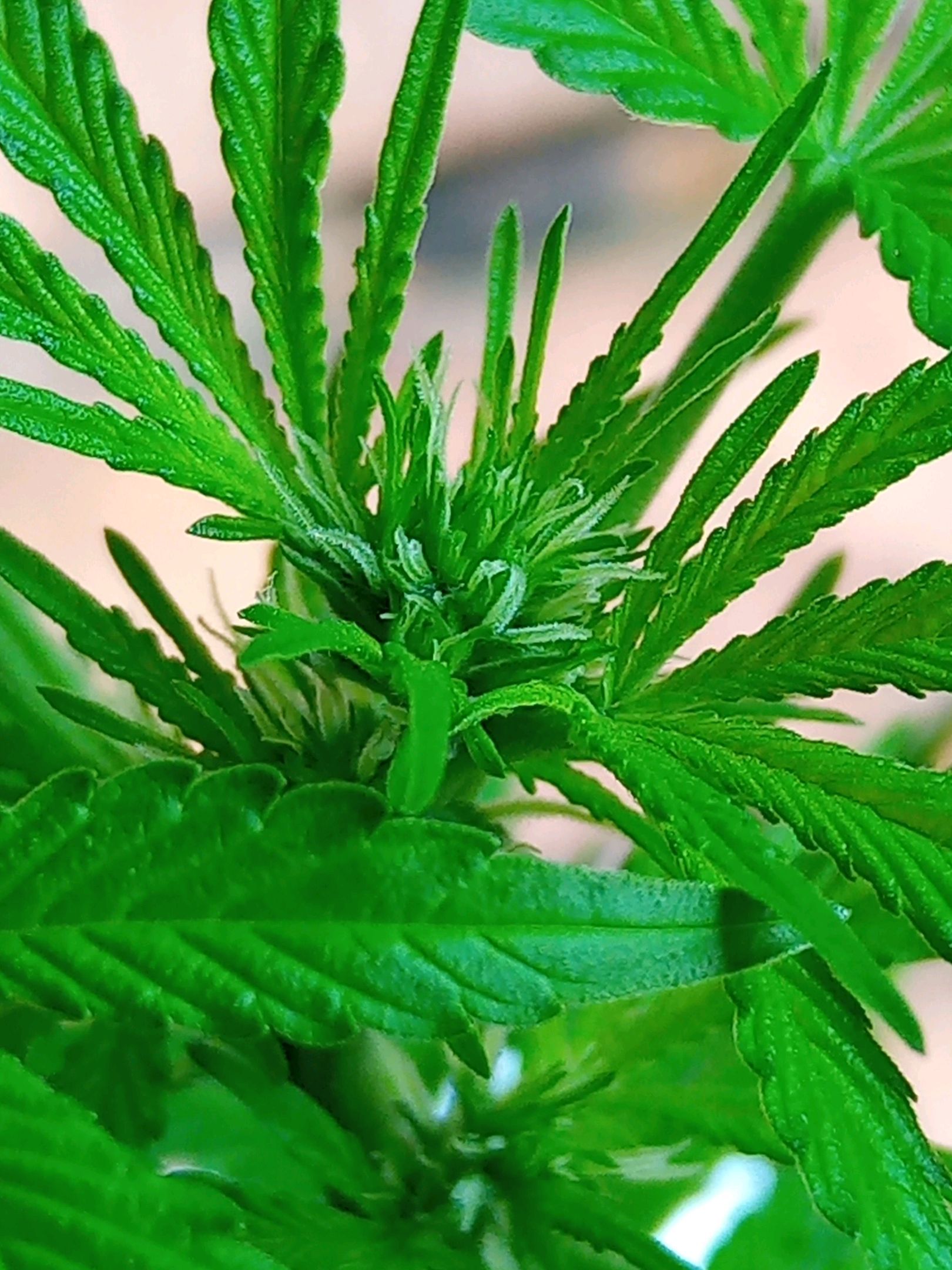 Auto Super Skunk 1 growlog photo 91