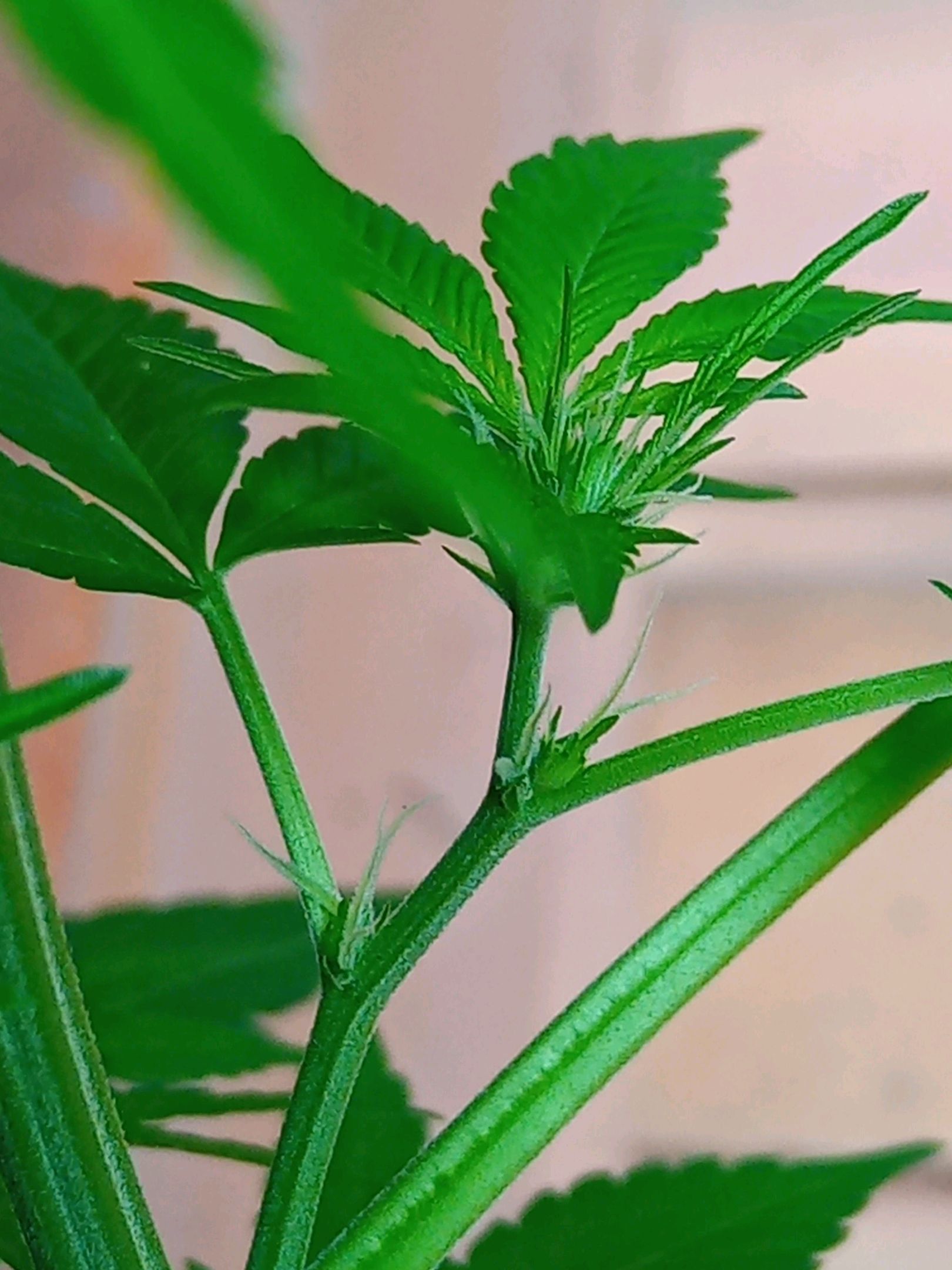 Auto Super Skunk 1 growlog photo 92