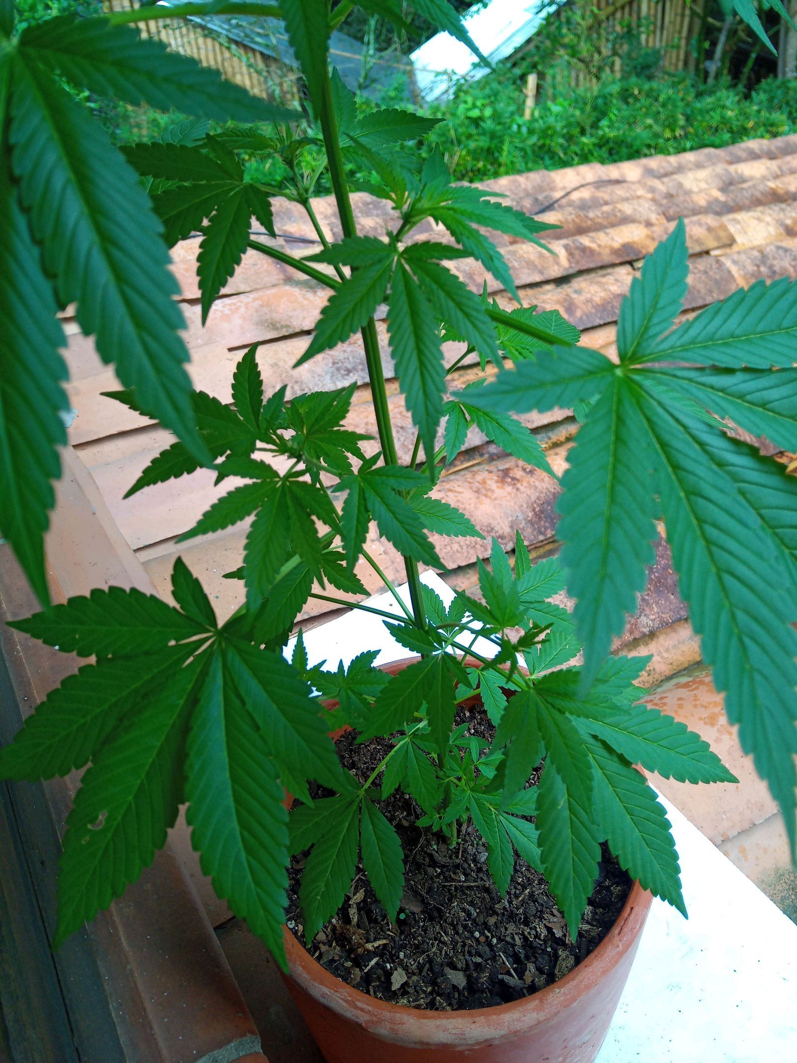 Auto Super Skunk 1 growlog photo 93