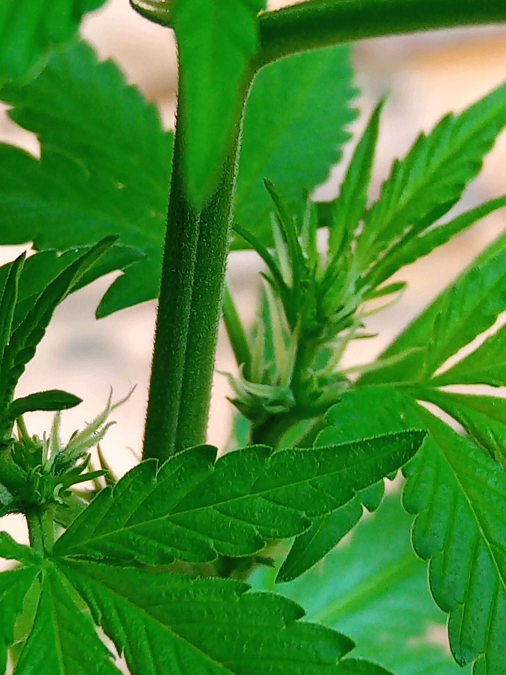 Auto Super Skunk 1 growlog photo 94