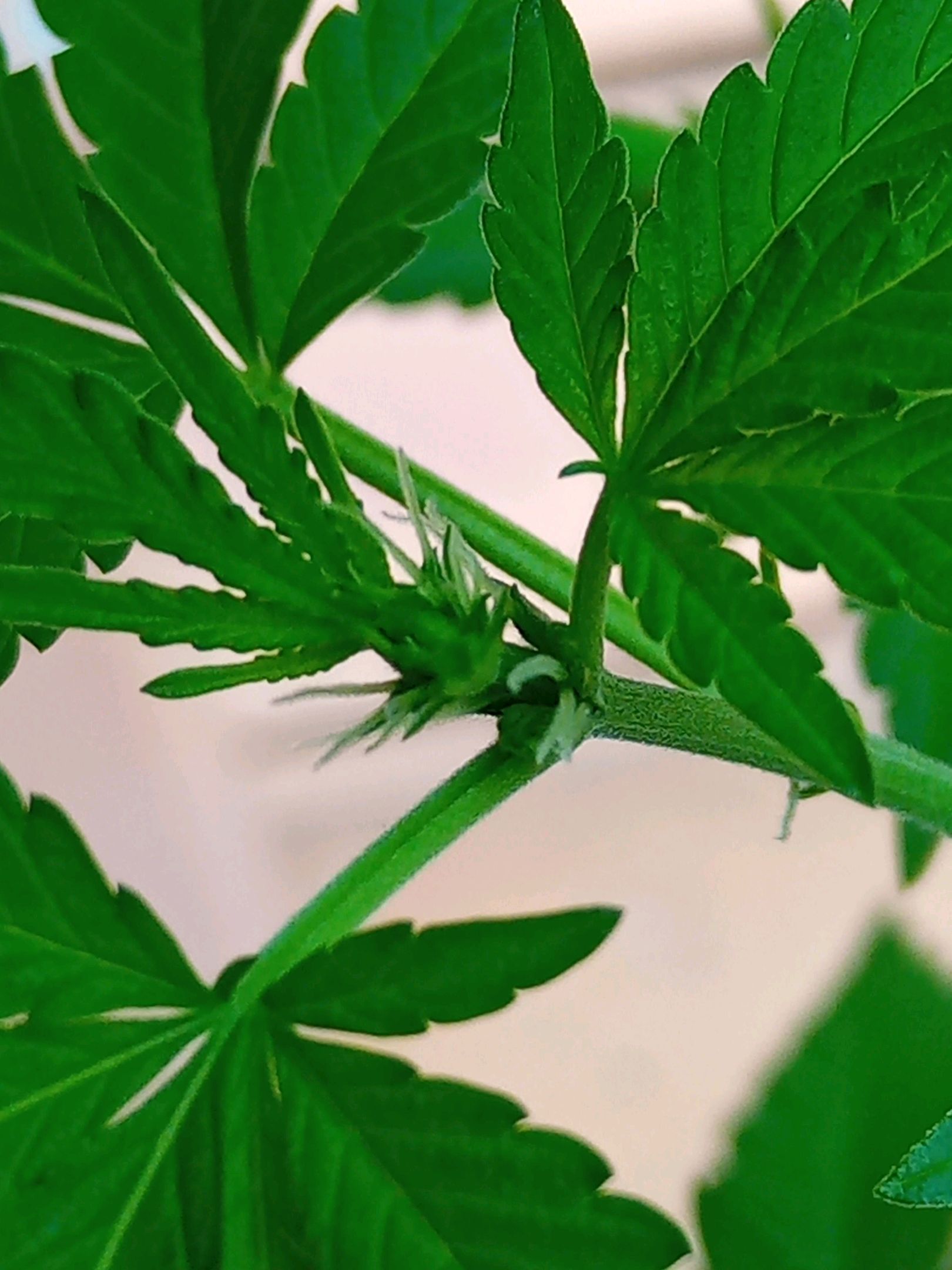 Auto Super Skunk 1 growlog photo 95