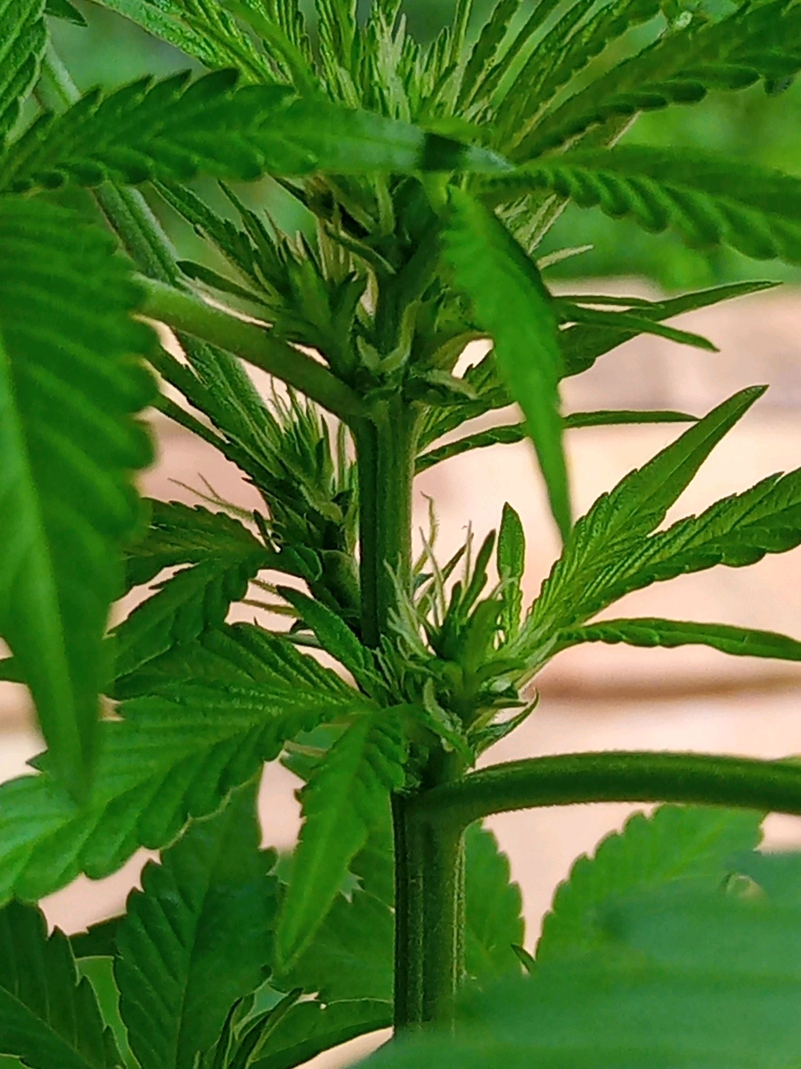 Auto Super Skunk 1 growlog photo 96