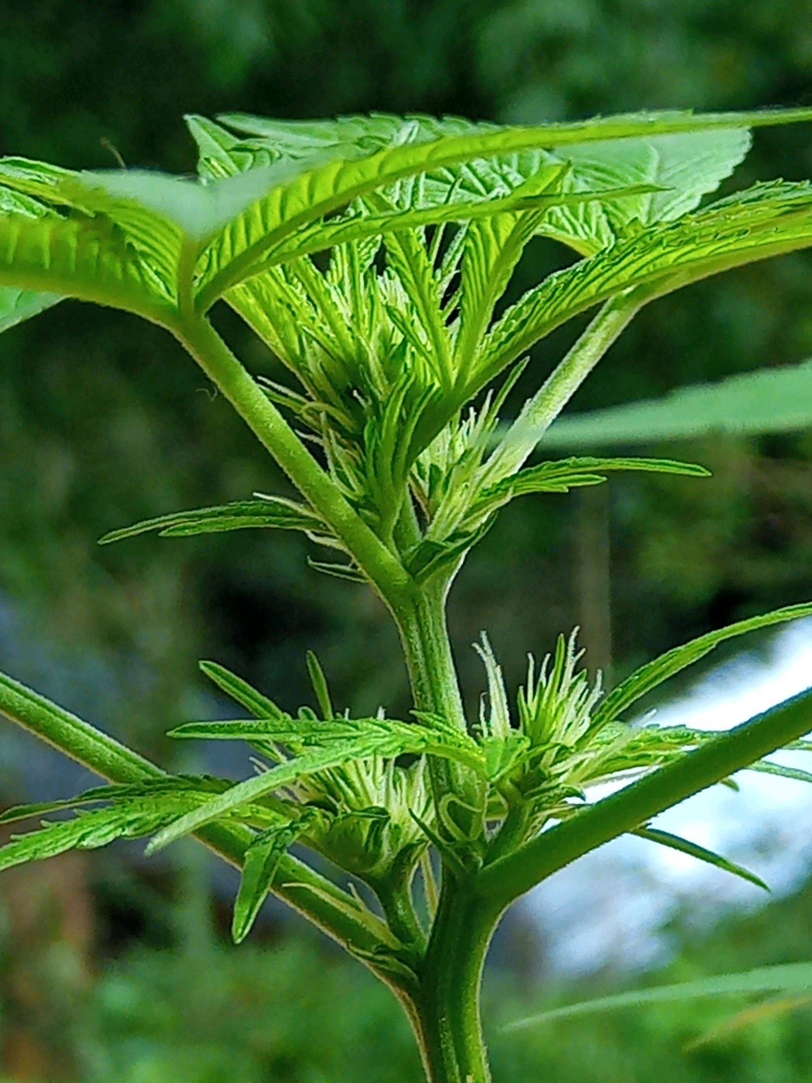 Auto Super Skunk 1 growlog photo 97