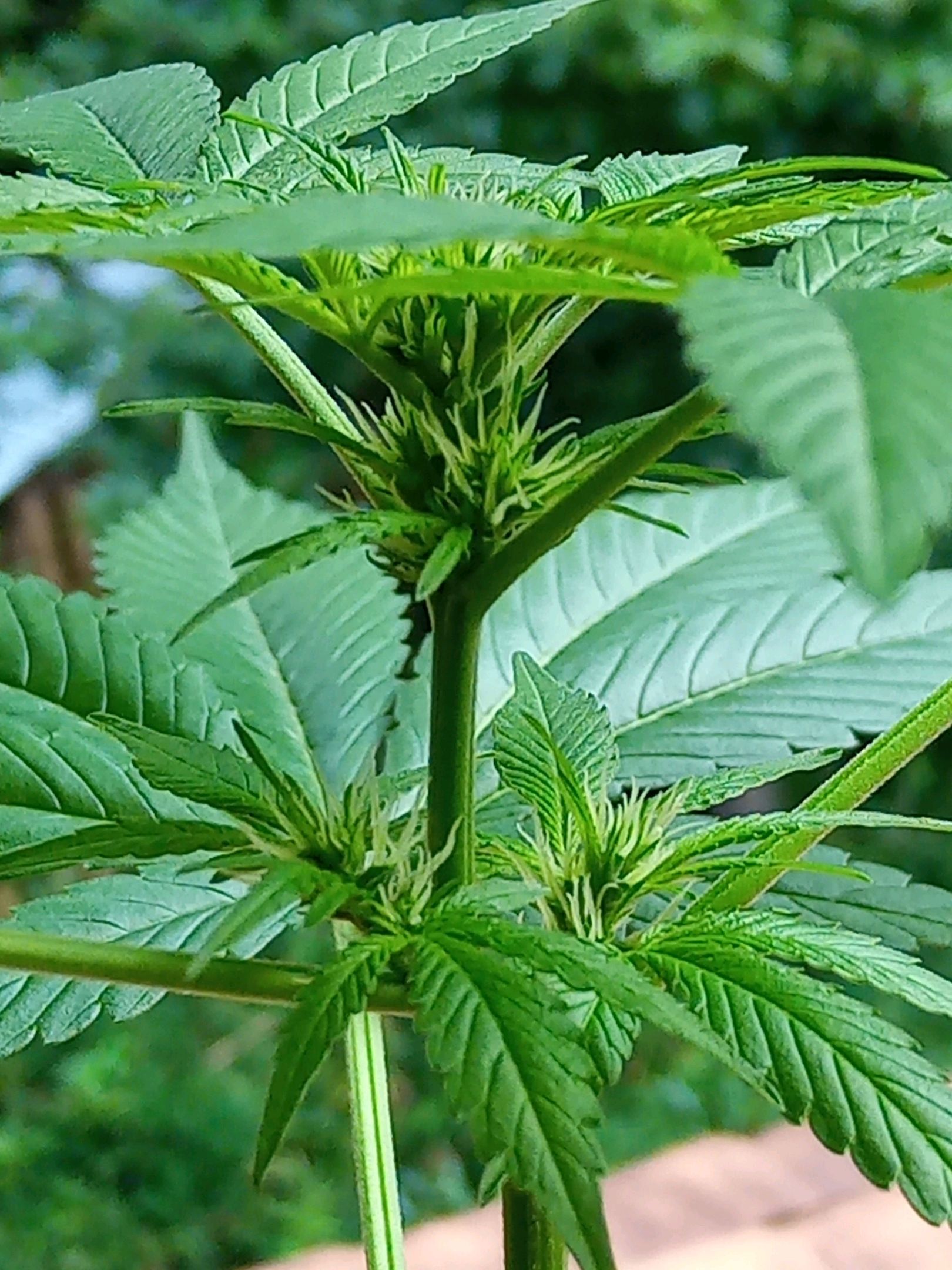 Auto Super Skunk 1 growlog photo 98