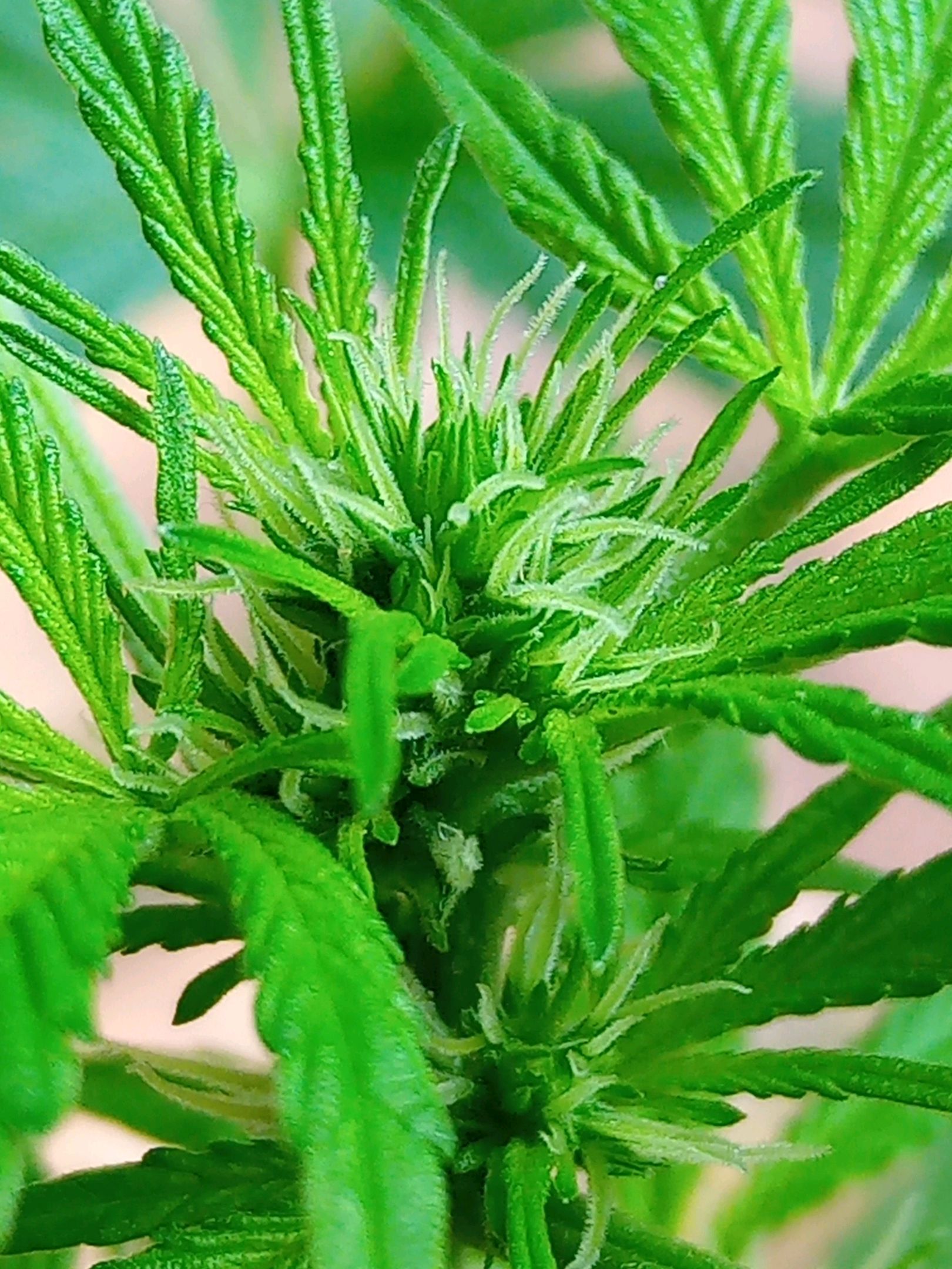 Auto Super Skunk 1 growlog photo 99