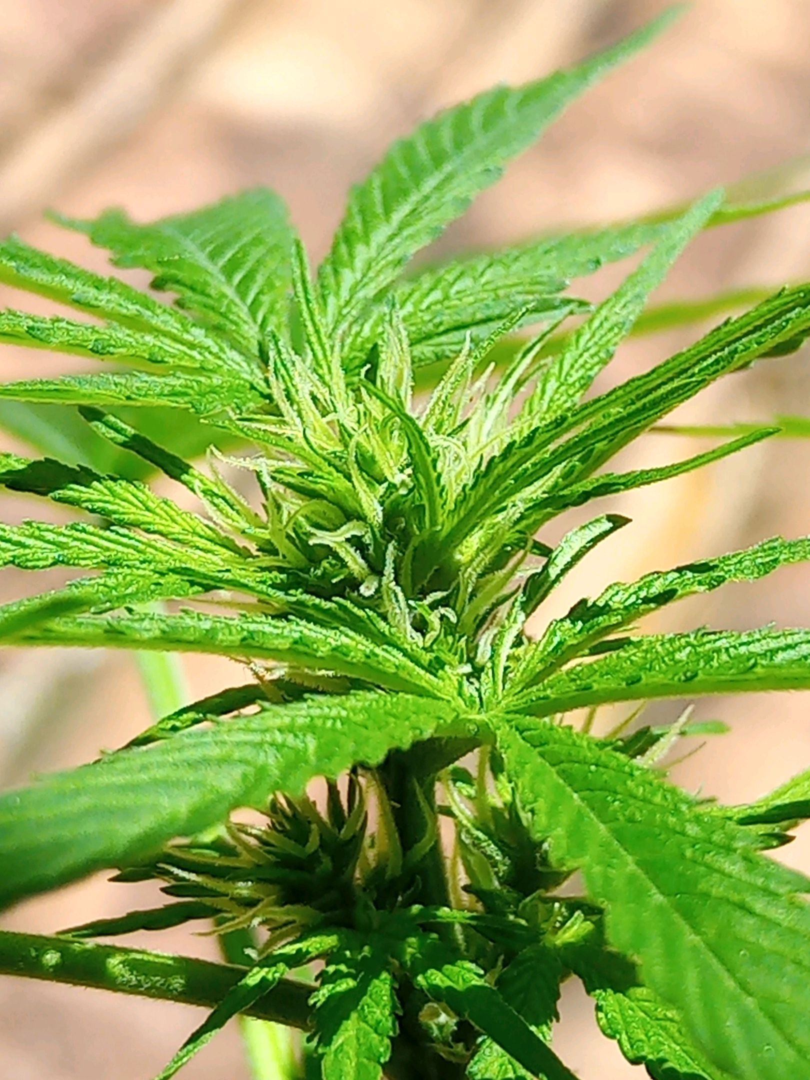 Auto Super Skunk 1 growlog photo 100