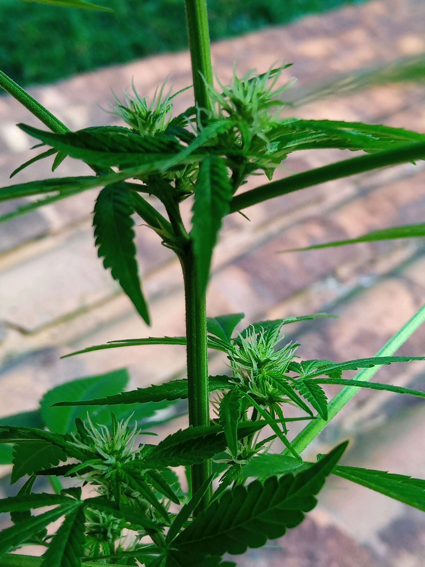 Auto Super Skunk 1 growlog photo 101