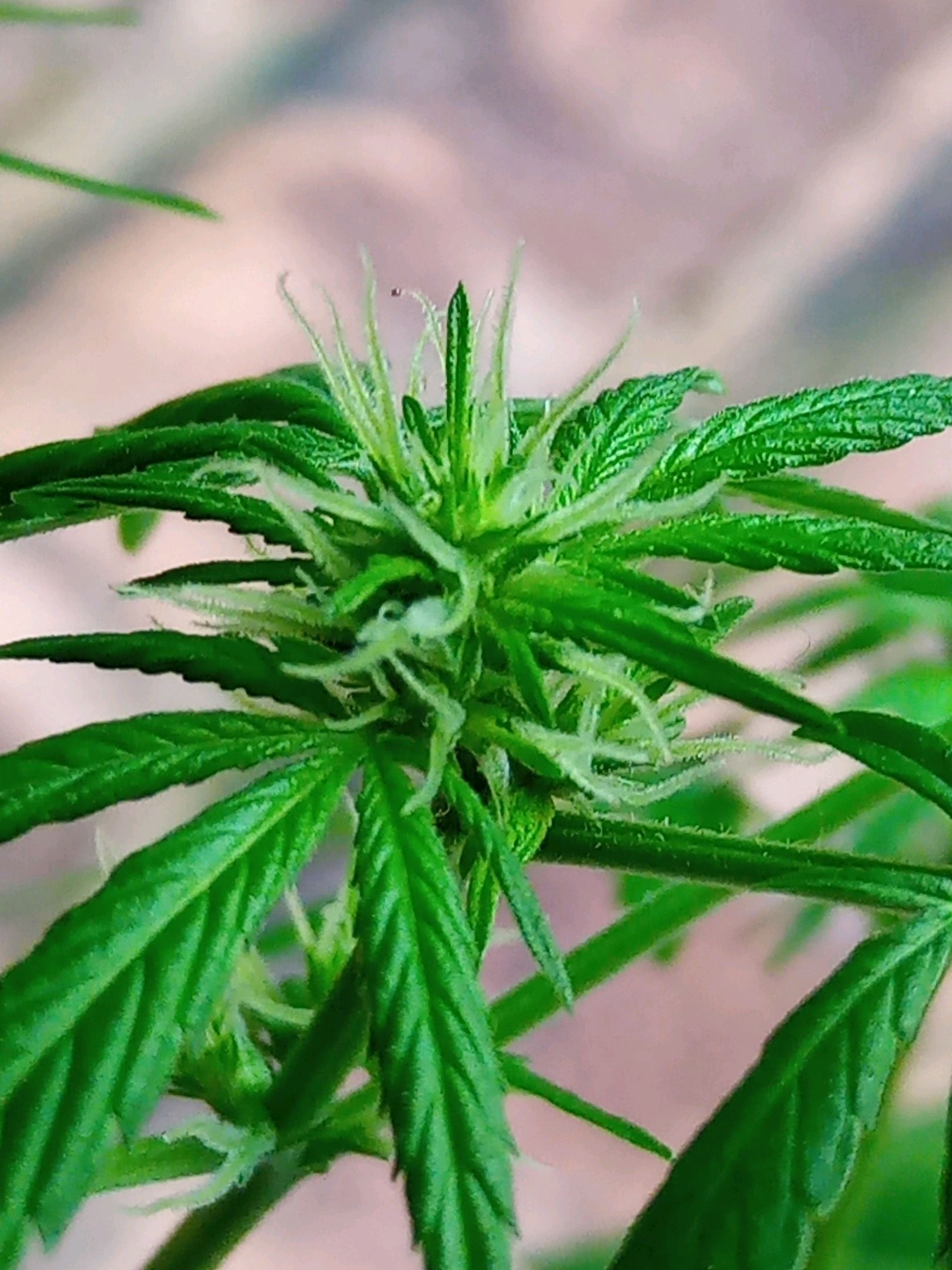 Auto Super Skunk 1 growlog photo 102