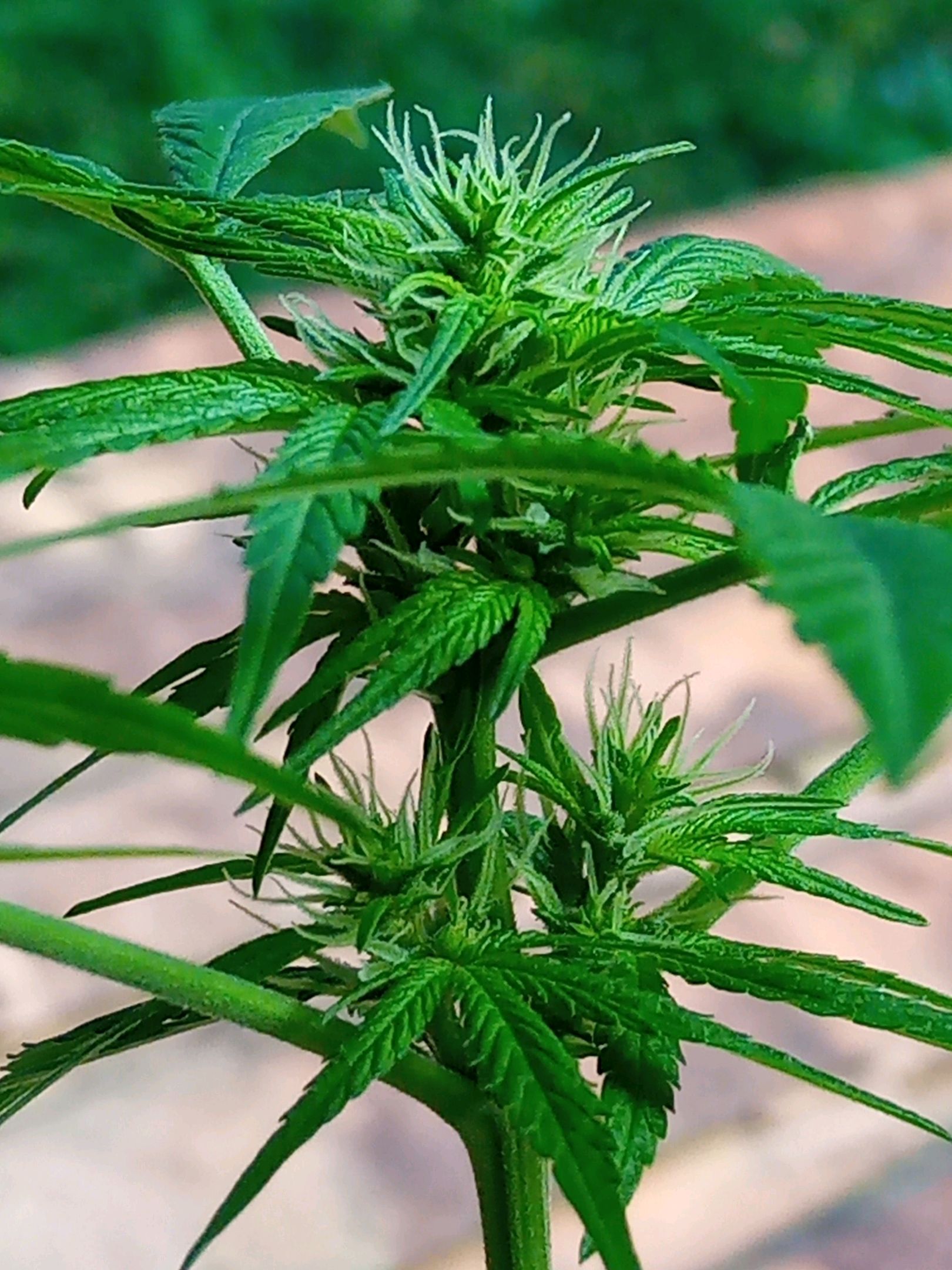 Auto Super Skunk 1 growlog photo 103