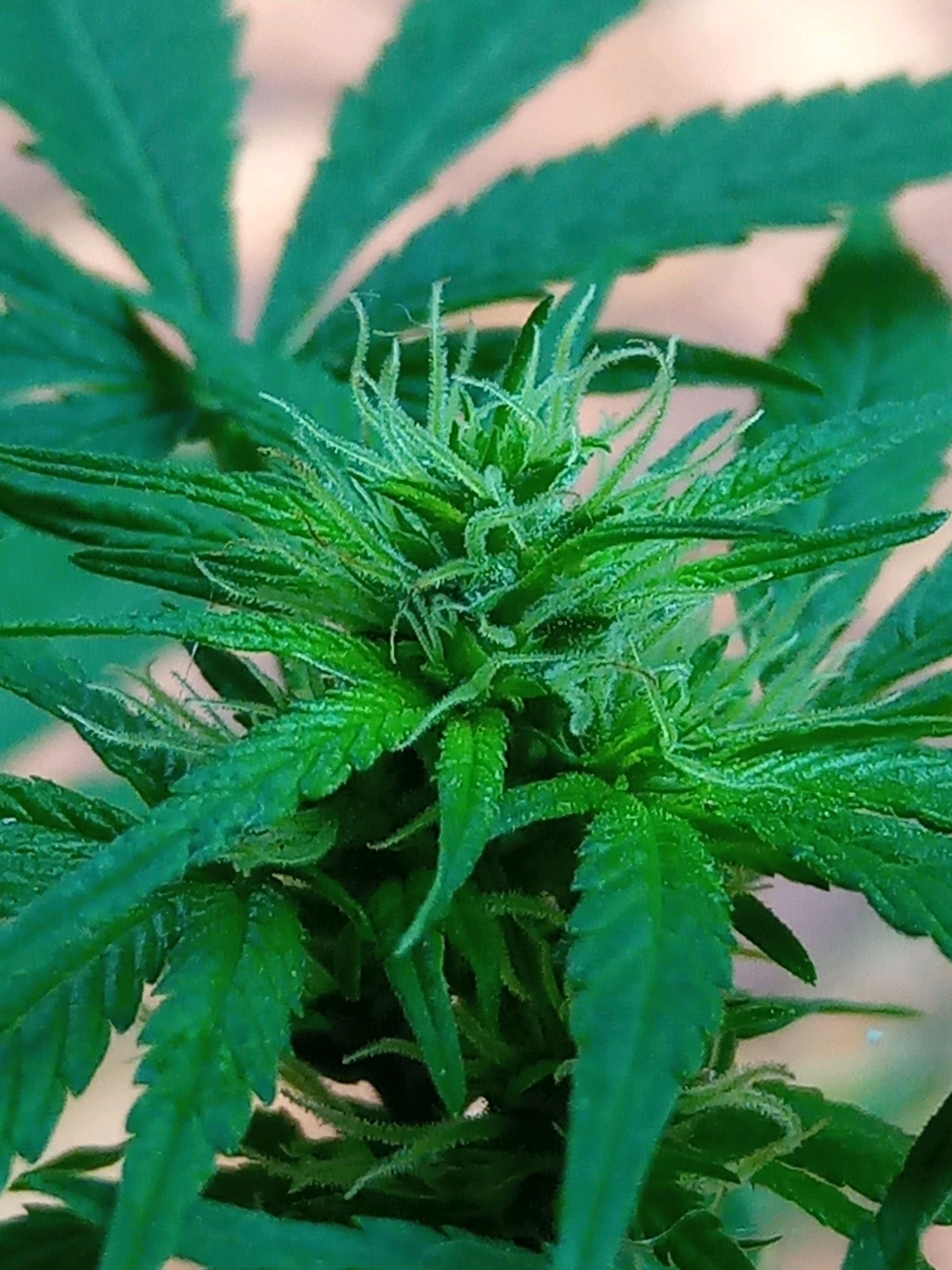 Auto Super Skunk 1 growlog photo 105