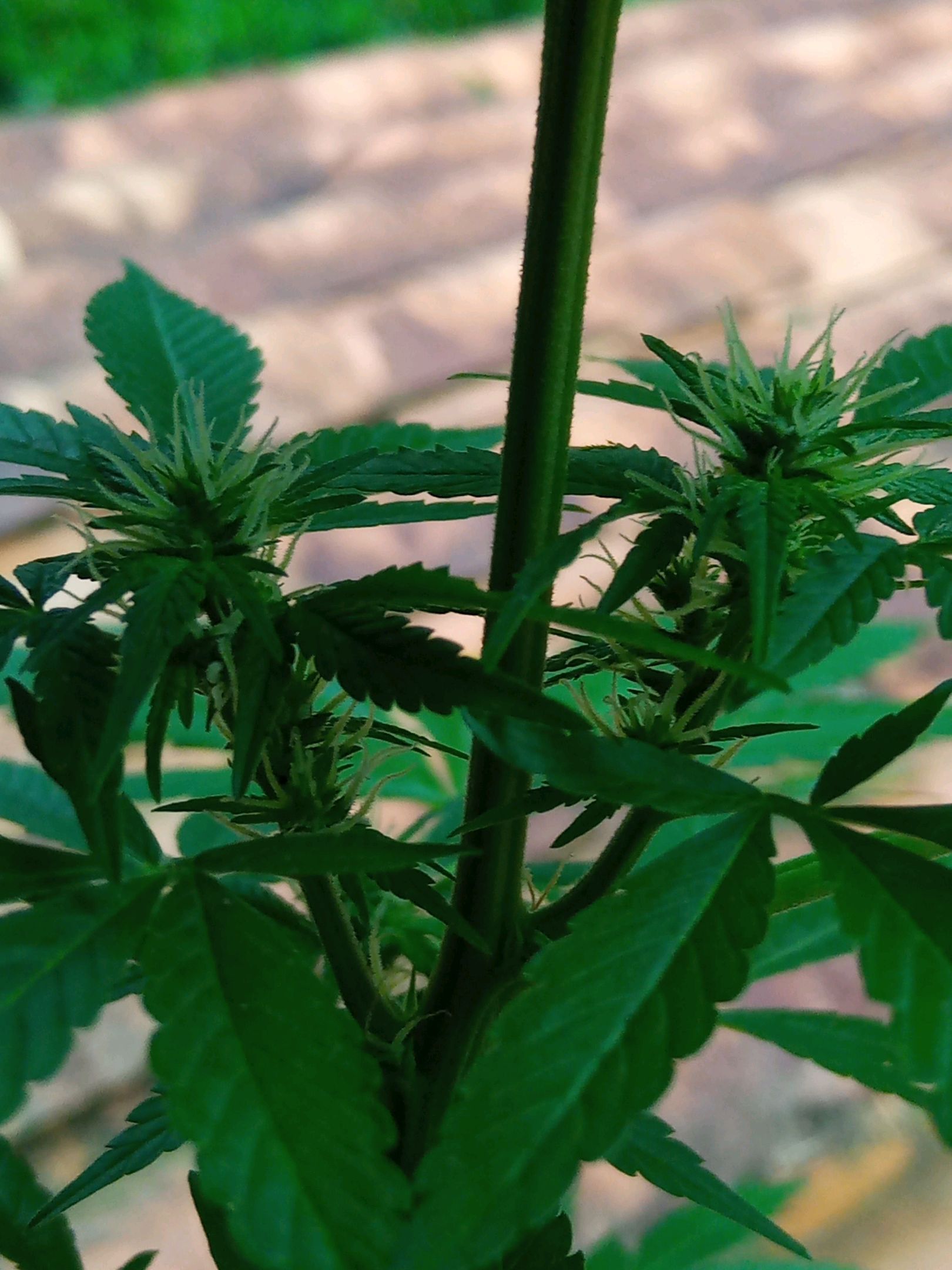 Auto Super Skunk 1 growlog photo 104