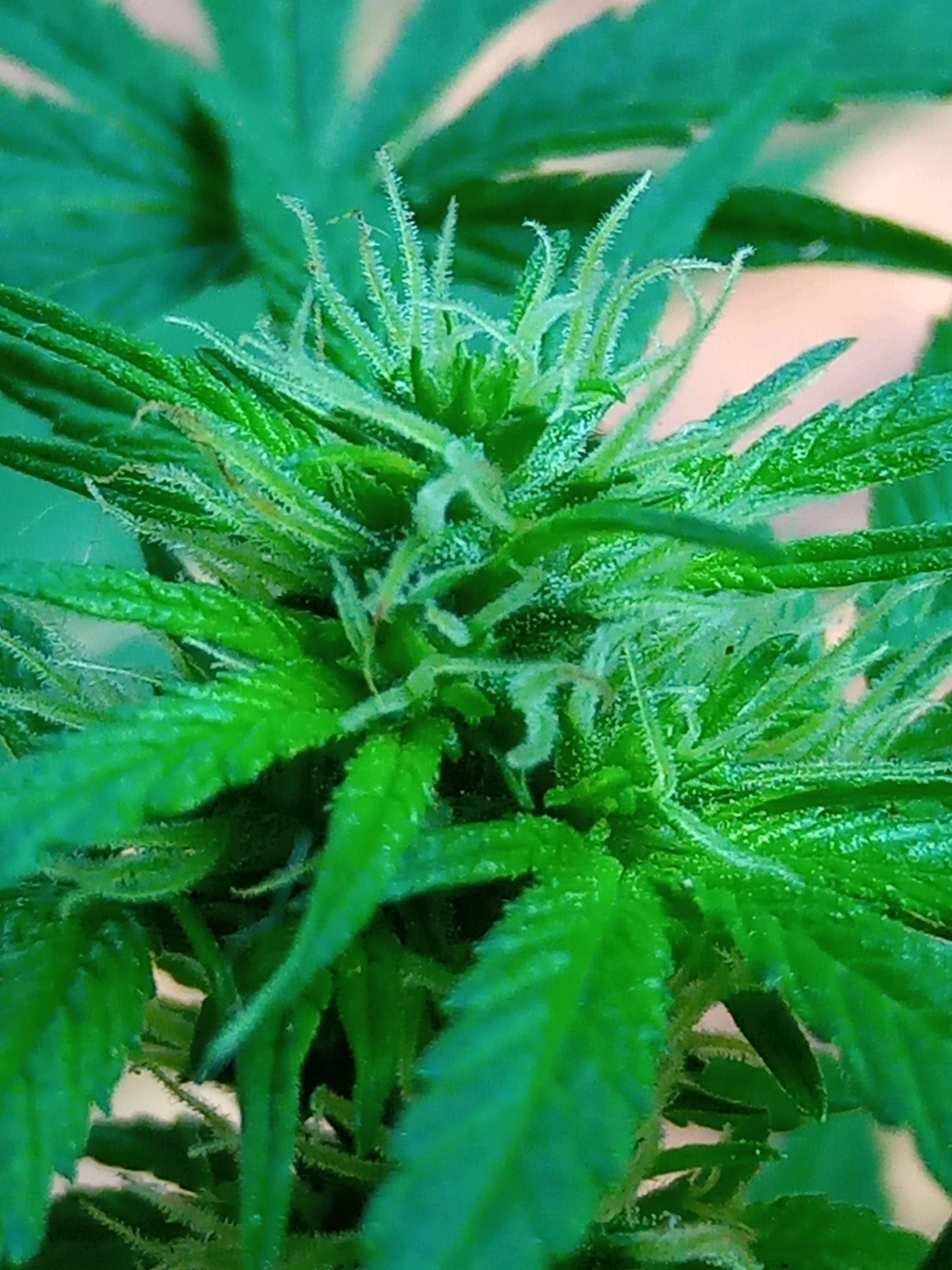 Auto Super Skunk 1 growlog photo 106