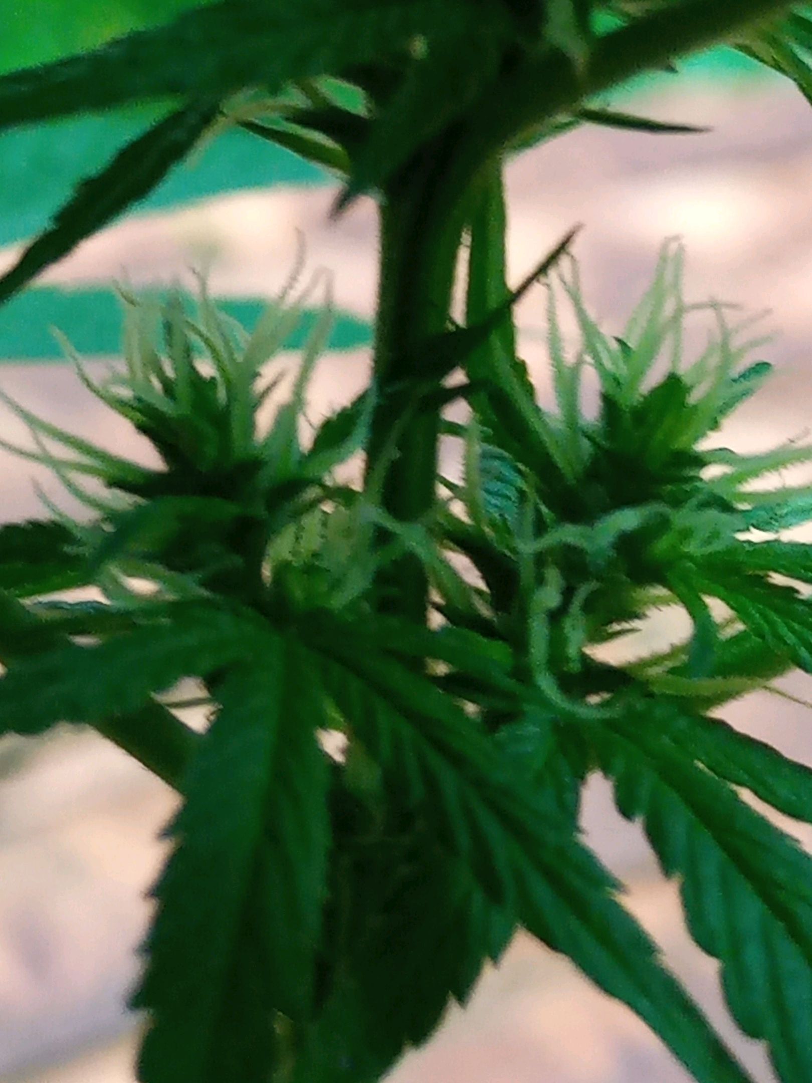 Auto Super Skunk 1 growlog photo 107