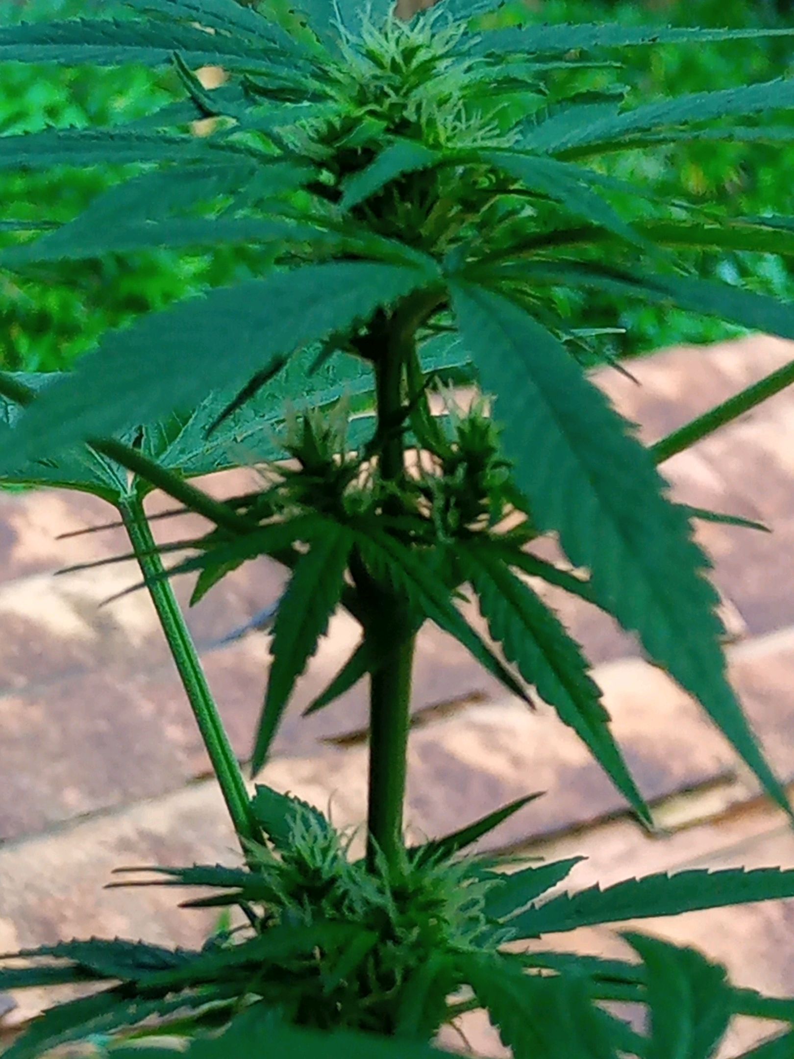 Auto Super Skunk 1 growlog photo 108