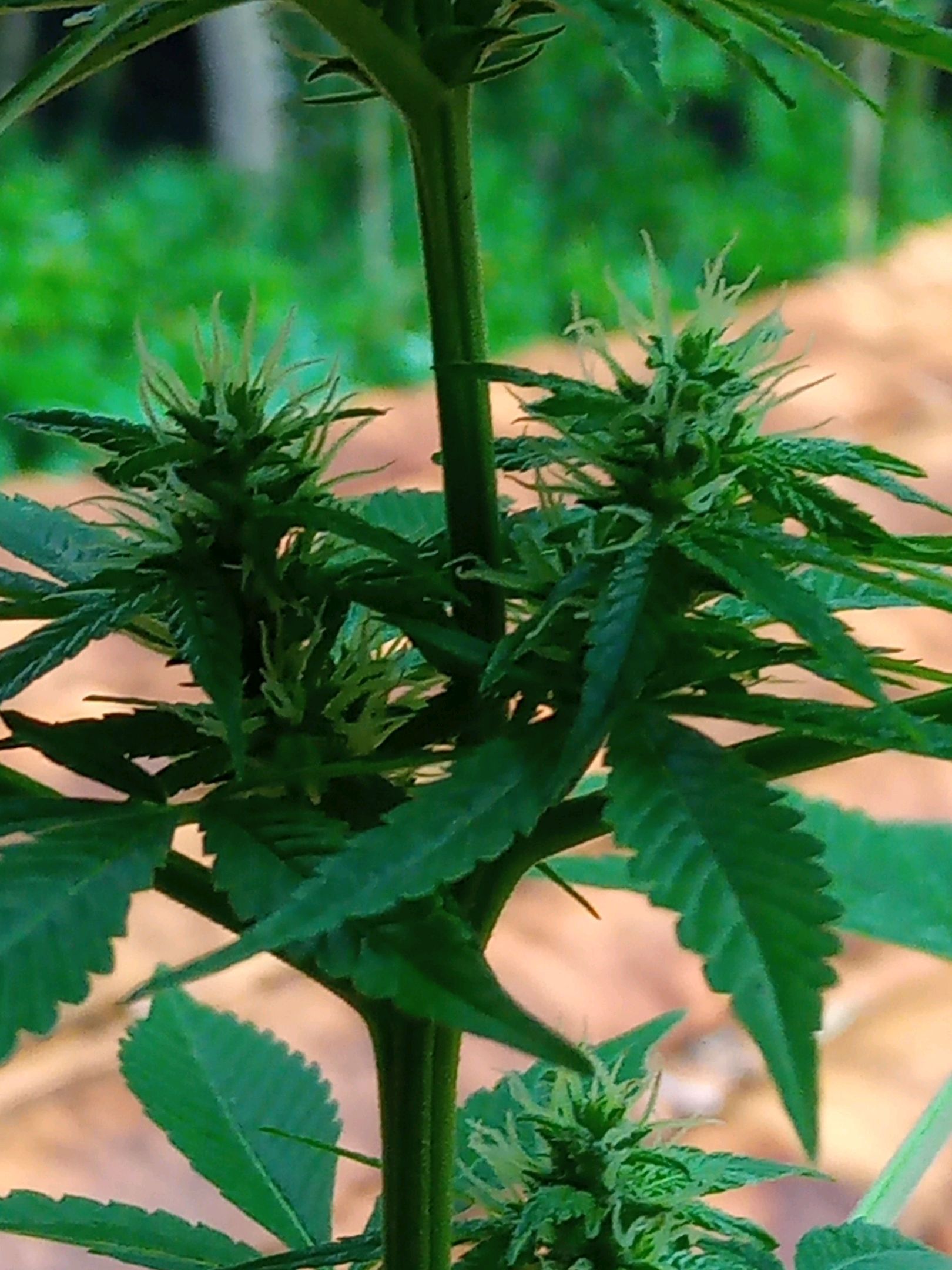 Auto Super Skunk 1 growlog photo 109