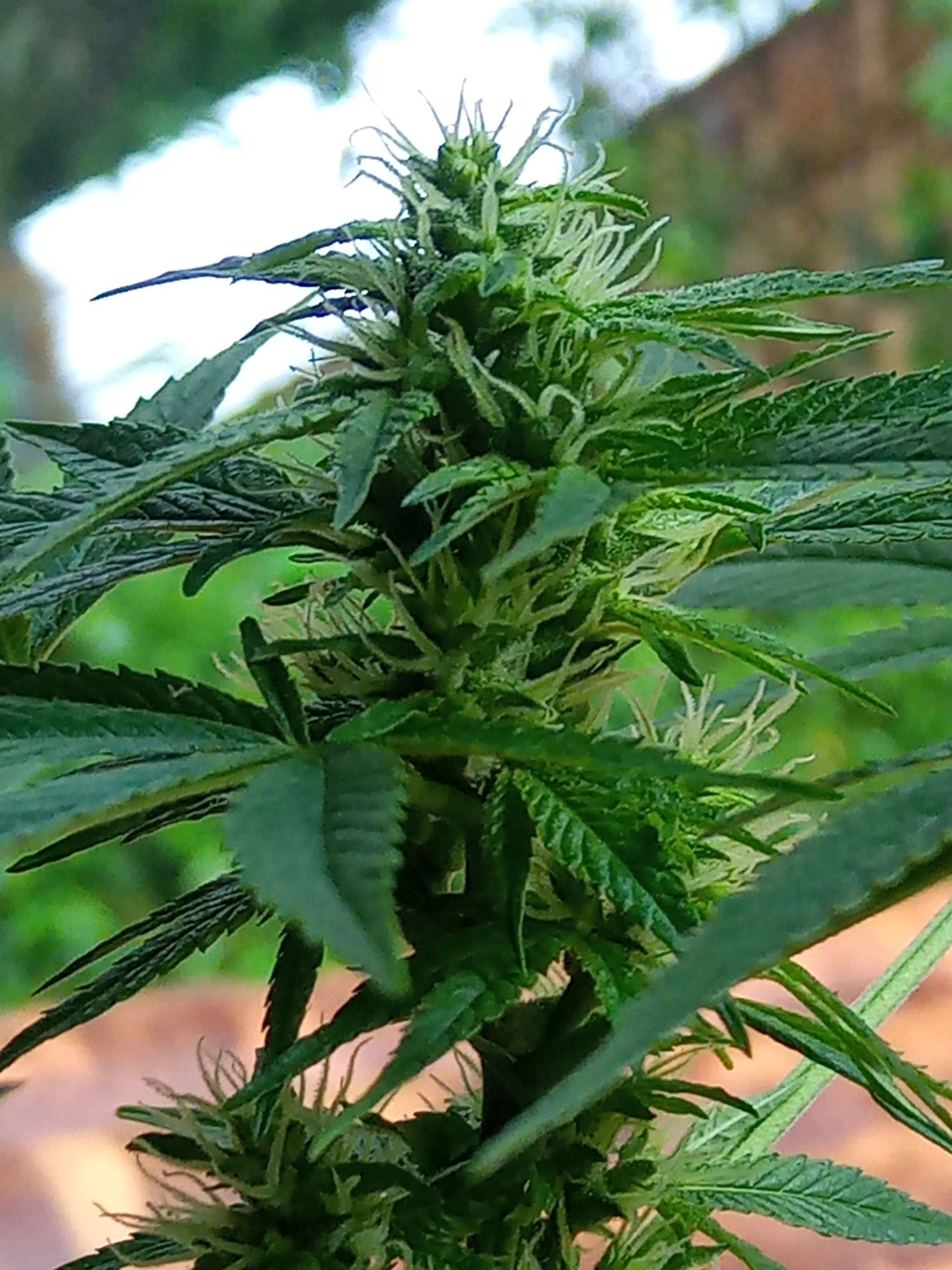 Auto Super Skunk 1 growlog photo 110