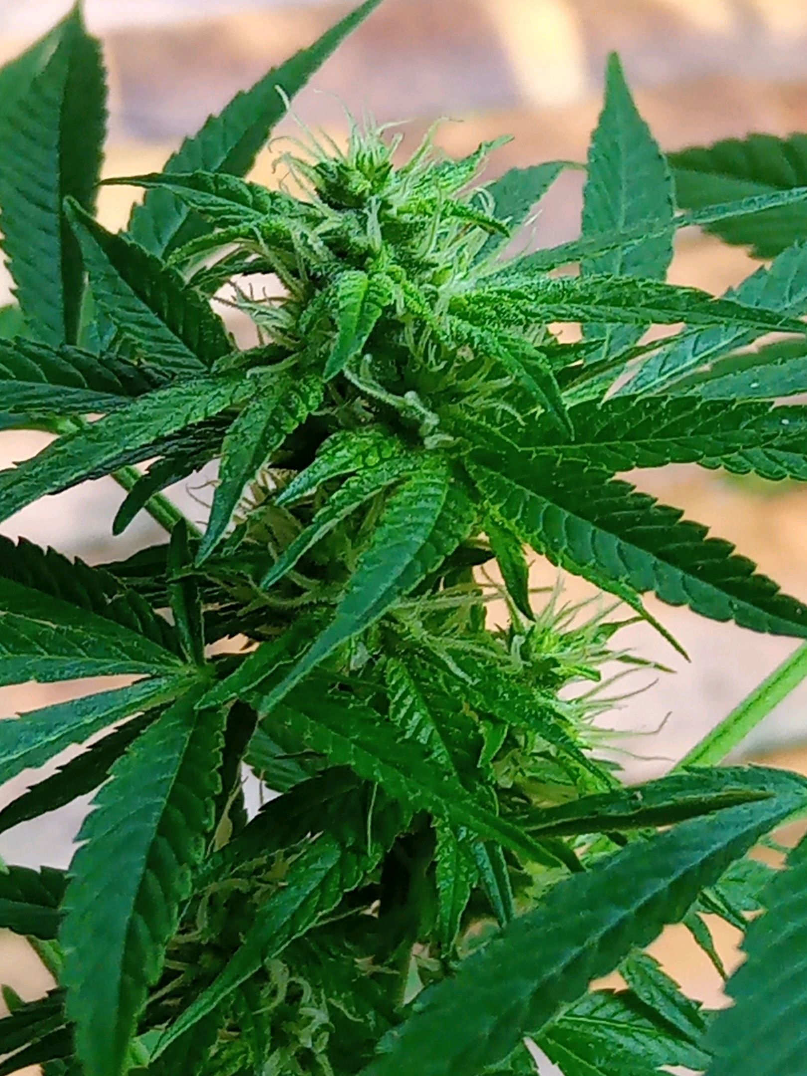 Auto Super Skunk 1 growlog photo 111