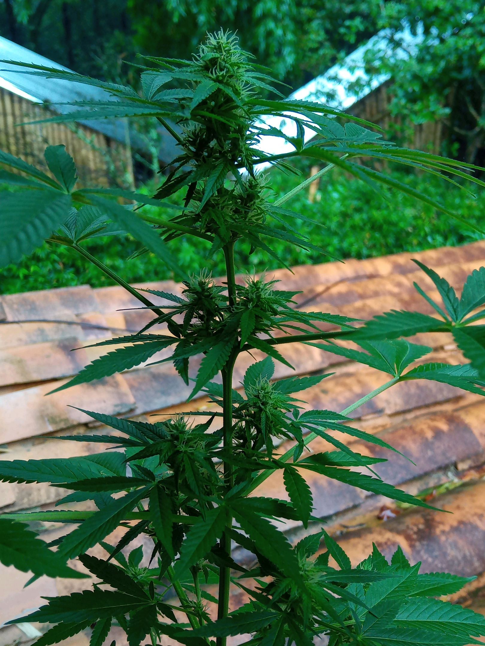 Auto Super Skunk 1 growlog photo 112