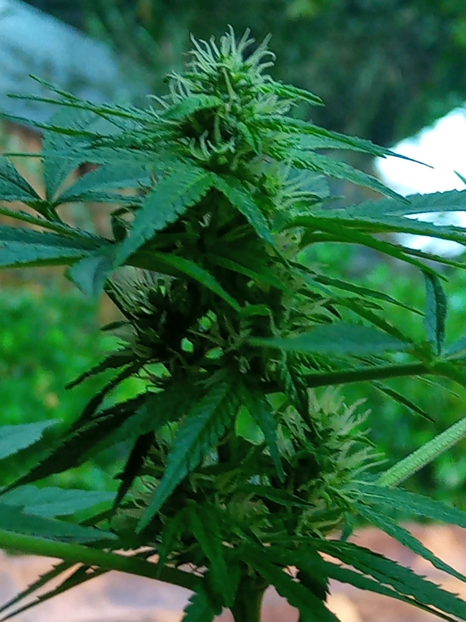 Auto Super Skunk 1 growlog photo 113