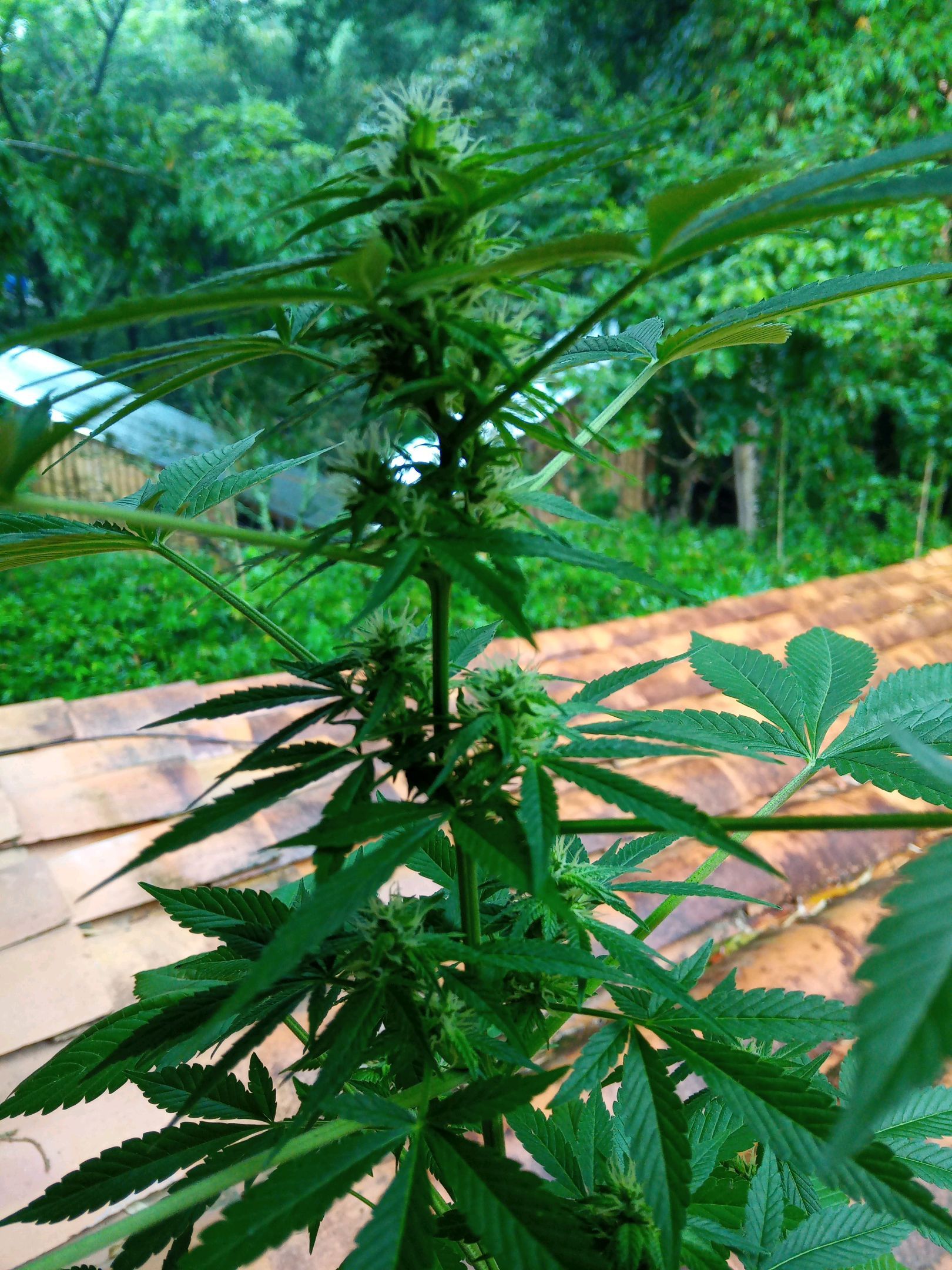 Auto Super Skunk 1 growlog photo 114