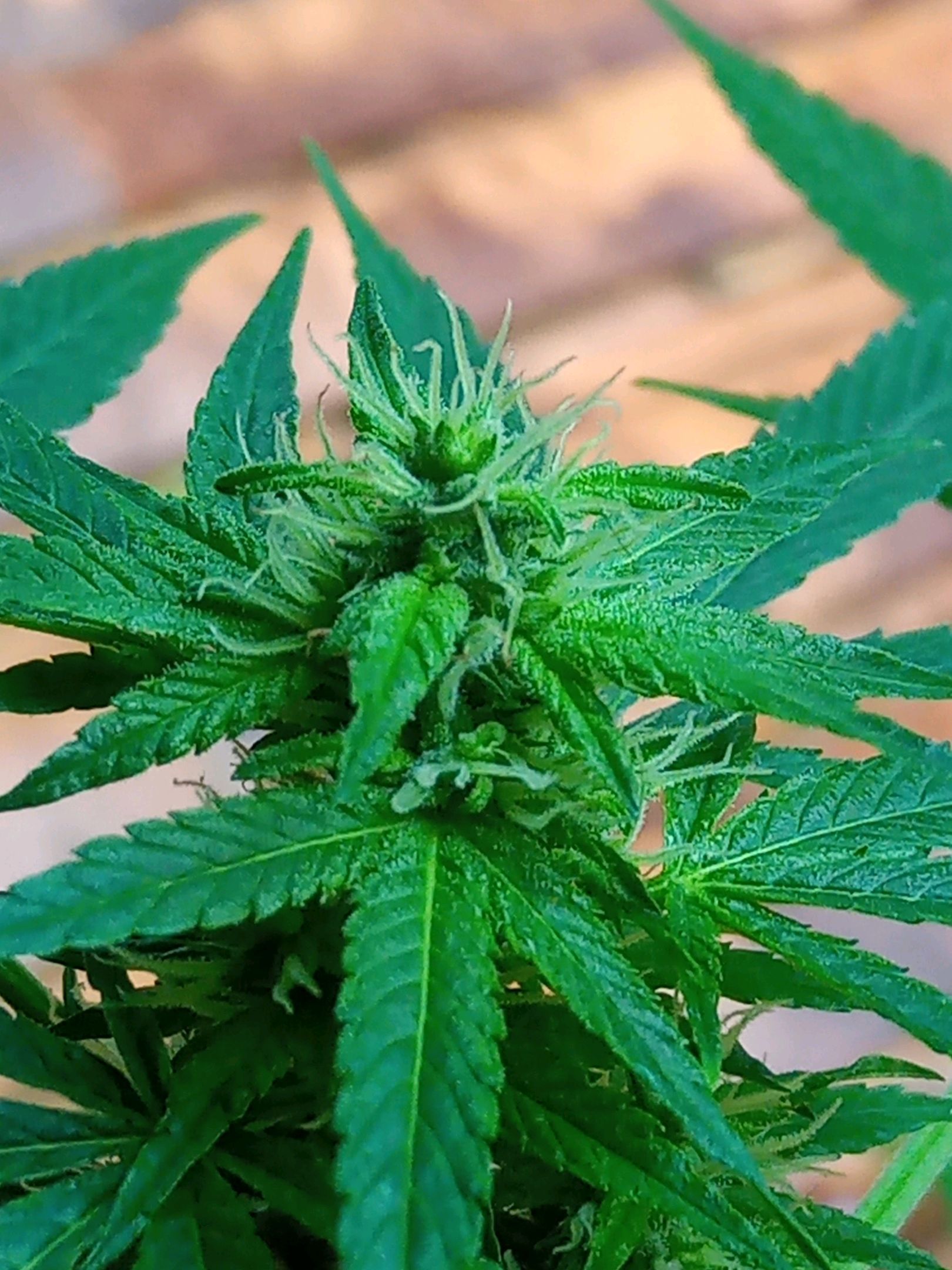 Auto Super Skunk 1 growlog photo 117