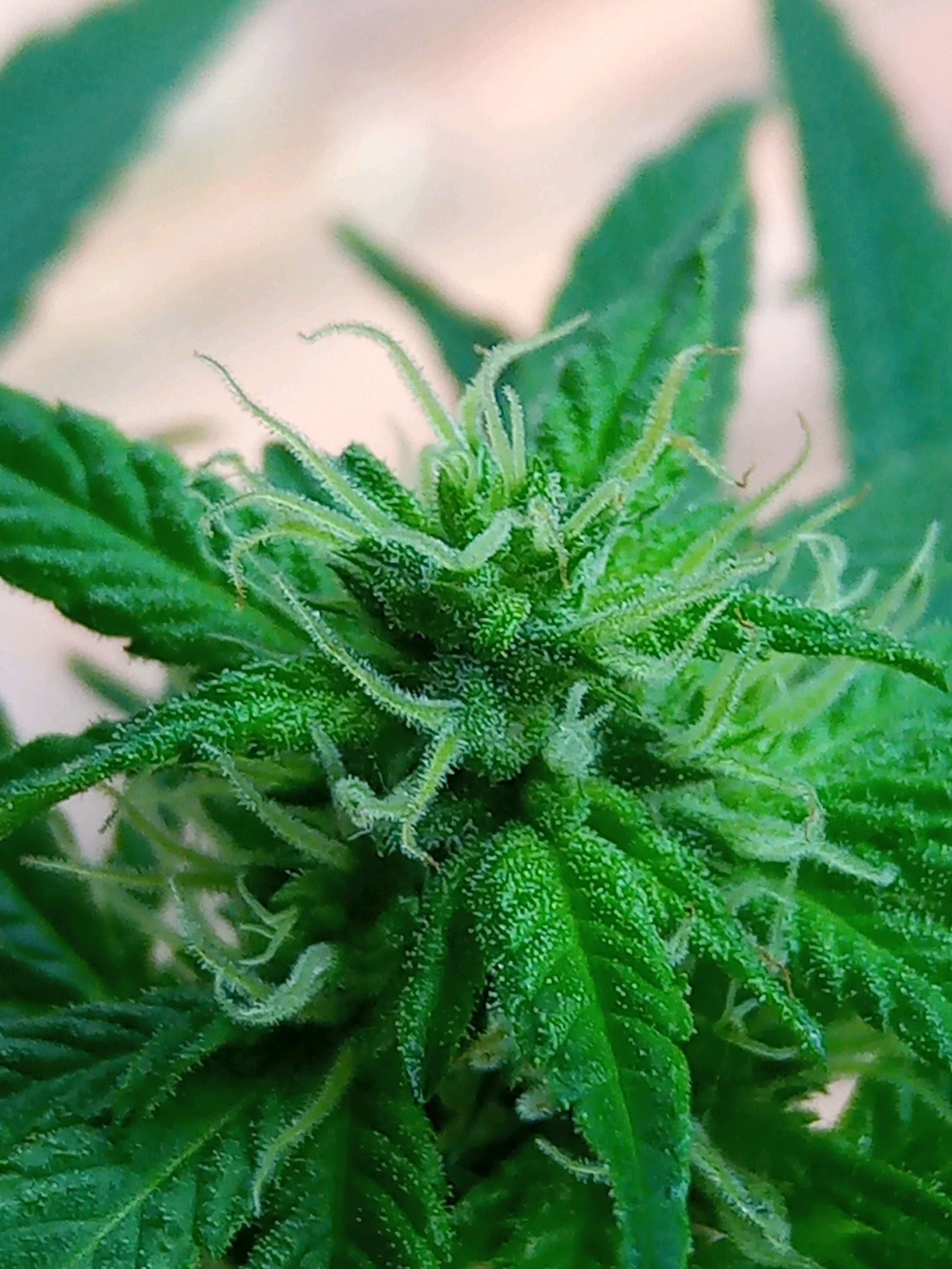 Auto Super Skunk 1 growlog photo 115