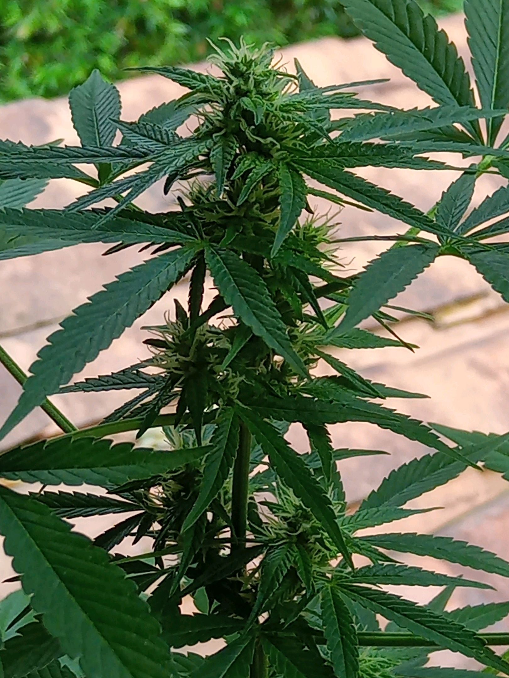 Auto Super Skunk 1 growlog photo 116