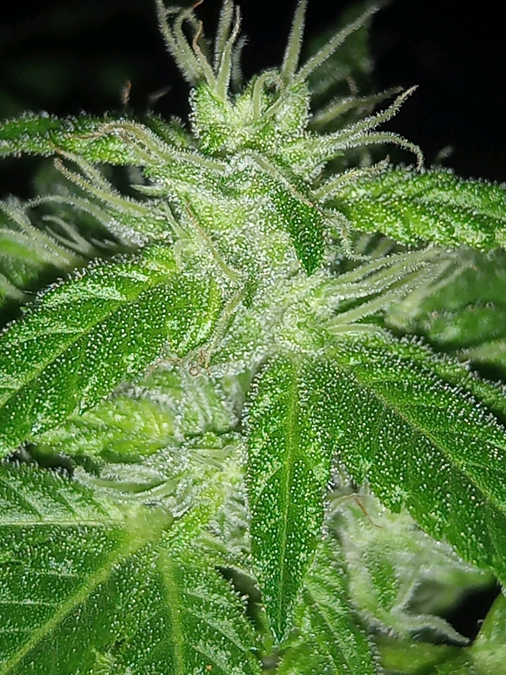 Auto Super Skunk 1 growlog photo 119