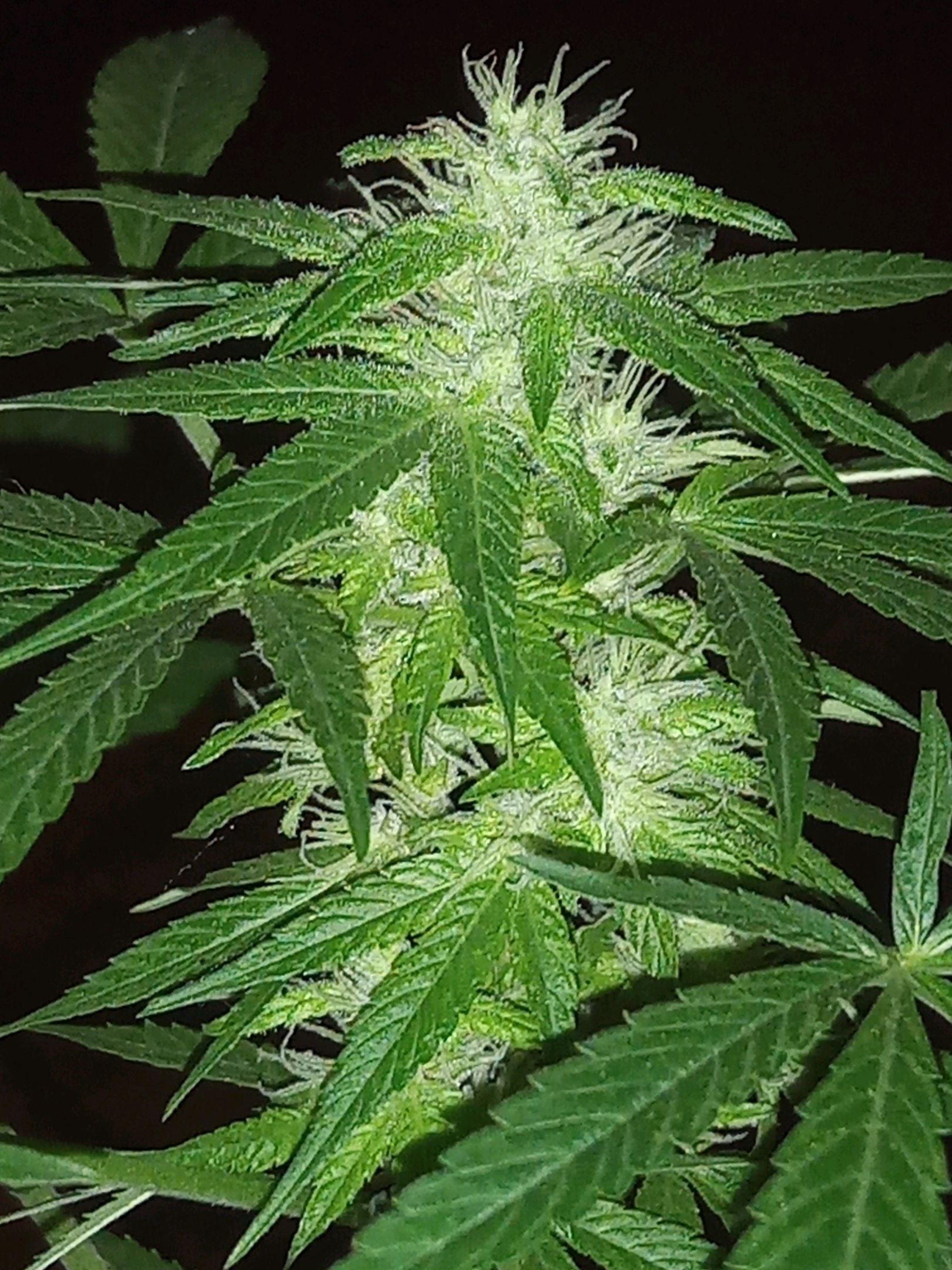 Auto Super Skunk 1 growlog photo 118