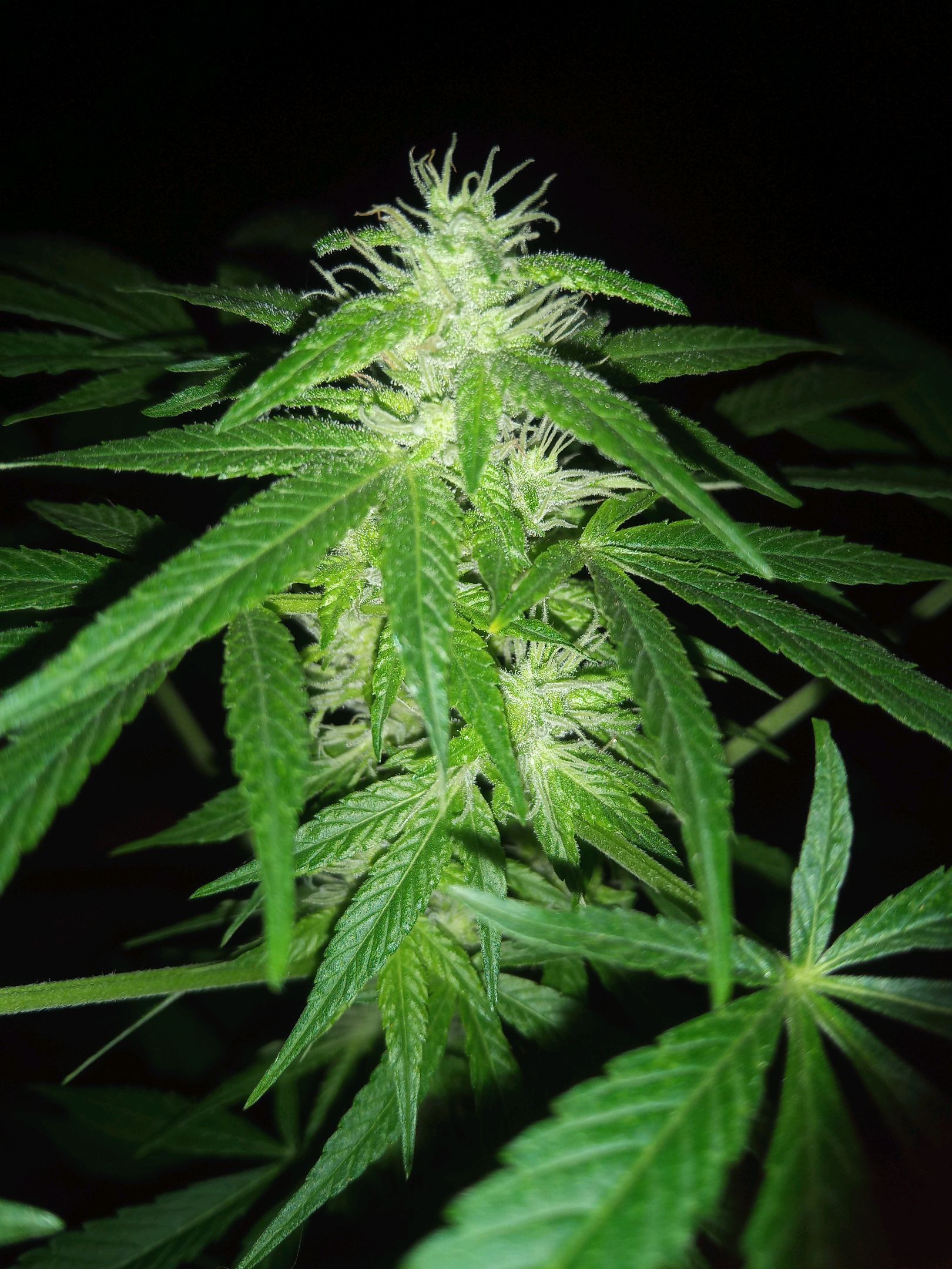 Auto Super Skunk 1 growlog photo 120