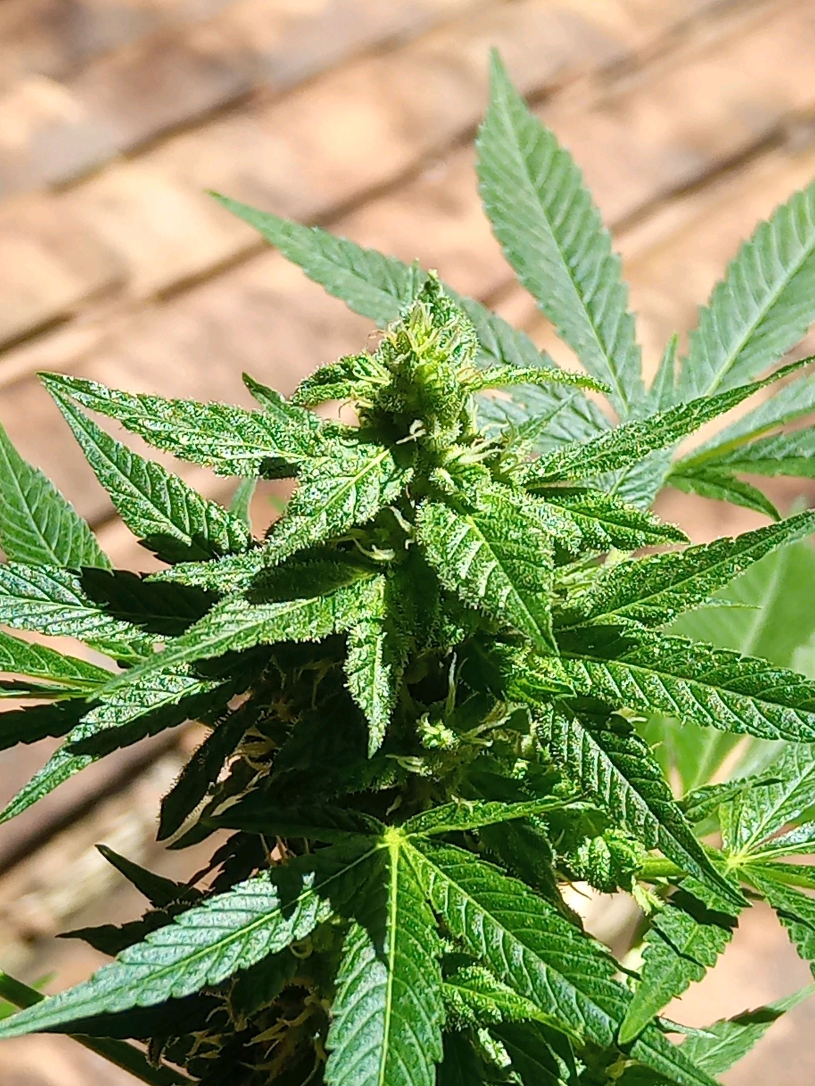 Auto Super Skunk 1 growlog photo 122