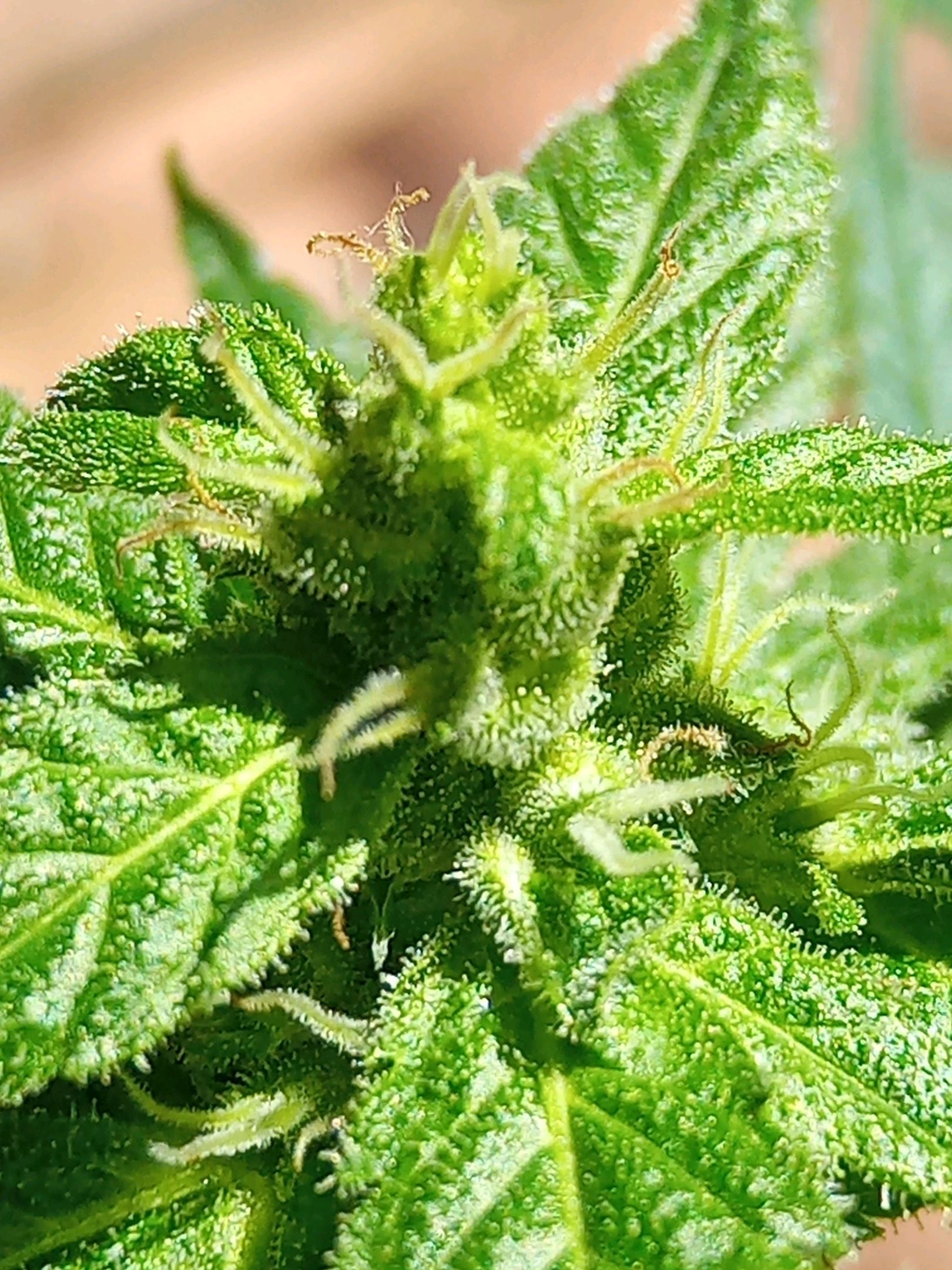 Auto Super Skunk 1 growlog photo 121