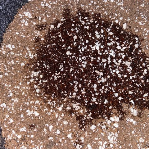 AK-020 by AmsterdamGenetics.Com growlog photo: No seedling yet. Starting to worry a little