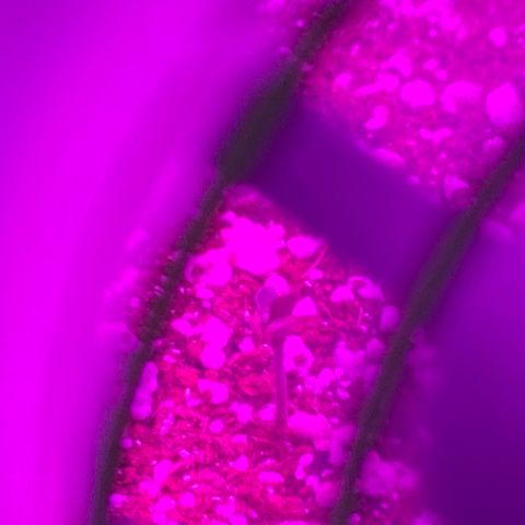 AK-020 by AmsterdamGenetics.Com growlog photo: Baby seedling through the fan grill