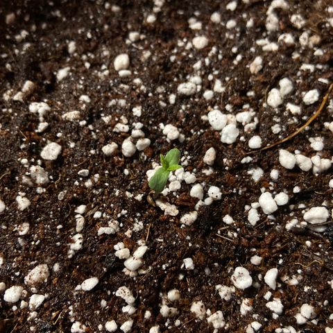 AK-020 by AmsterdamGenetics.Com growlog timeline photo
