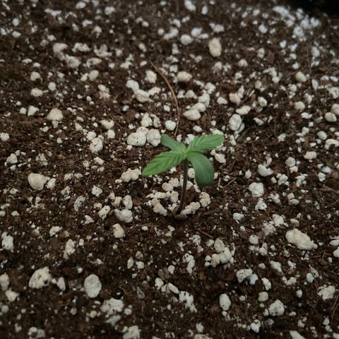 AK-020 by AmsterdamGenetics.Com growlog timeline photo