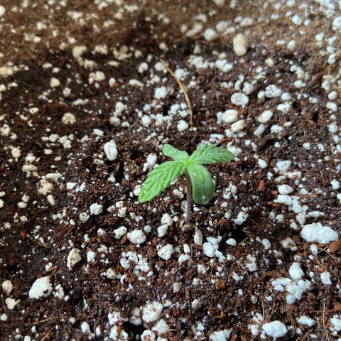 AK-020 by AmsterdamGenetics.Com growlog photo: After watering
