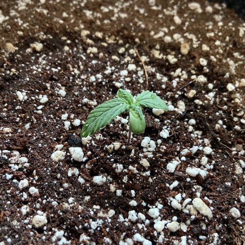 AK-020 by AmsterdamGenetics.Com growlog photo: After watering 