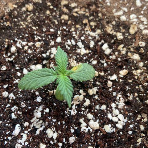 AK-020 by AmsterdamGenetics.Com growlog photo: It seems that there is a damage on one leaf. I will try not to put water with nutrients on leaves.