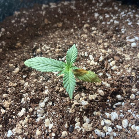 AK-020 by AmsterdamGenetics.Com growlog photo: The leaf is getting worse, almost dead