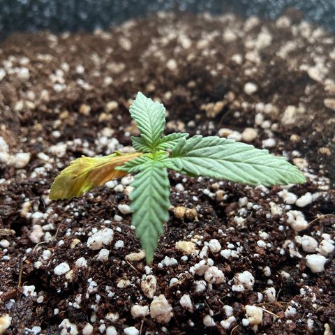 AK-020 by AmsterdamGenetics.Com growlog photo: Plant is growing, leaf is dying