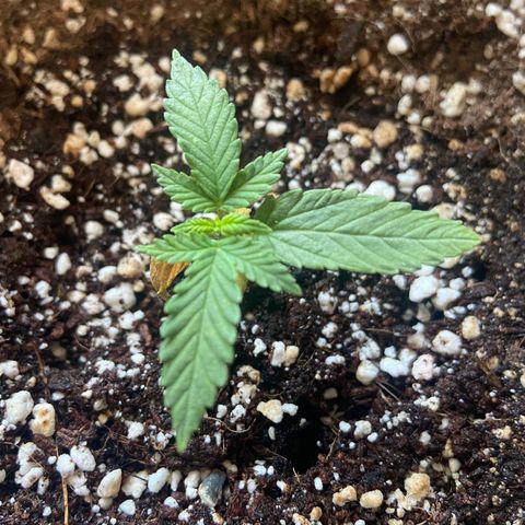 AK-020 by AmsterdamGenetics.Com growlog timeline photo