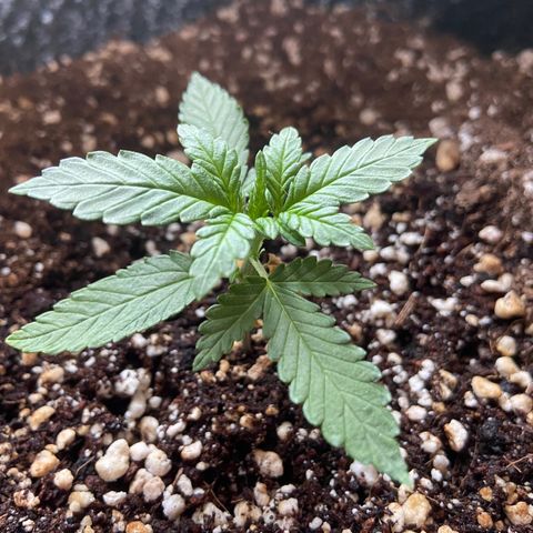 AK-020 by AmsterdamGenetics.Com growlog photo: I will survive!