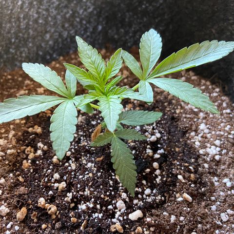AK-020 by AmsterdamGenetics.Com growlog photo: Looking good!